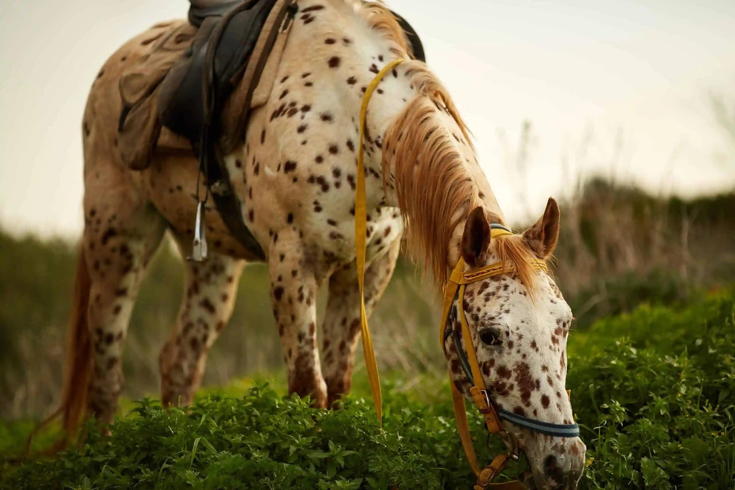 2560x1707 The Beauty of an Appaloosa Horse