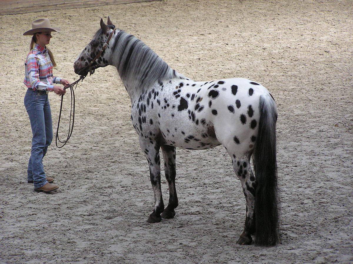 1200x898 Appaloosa