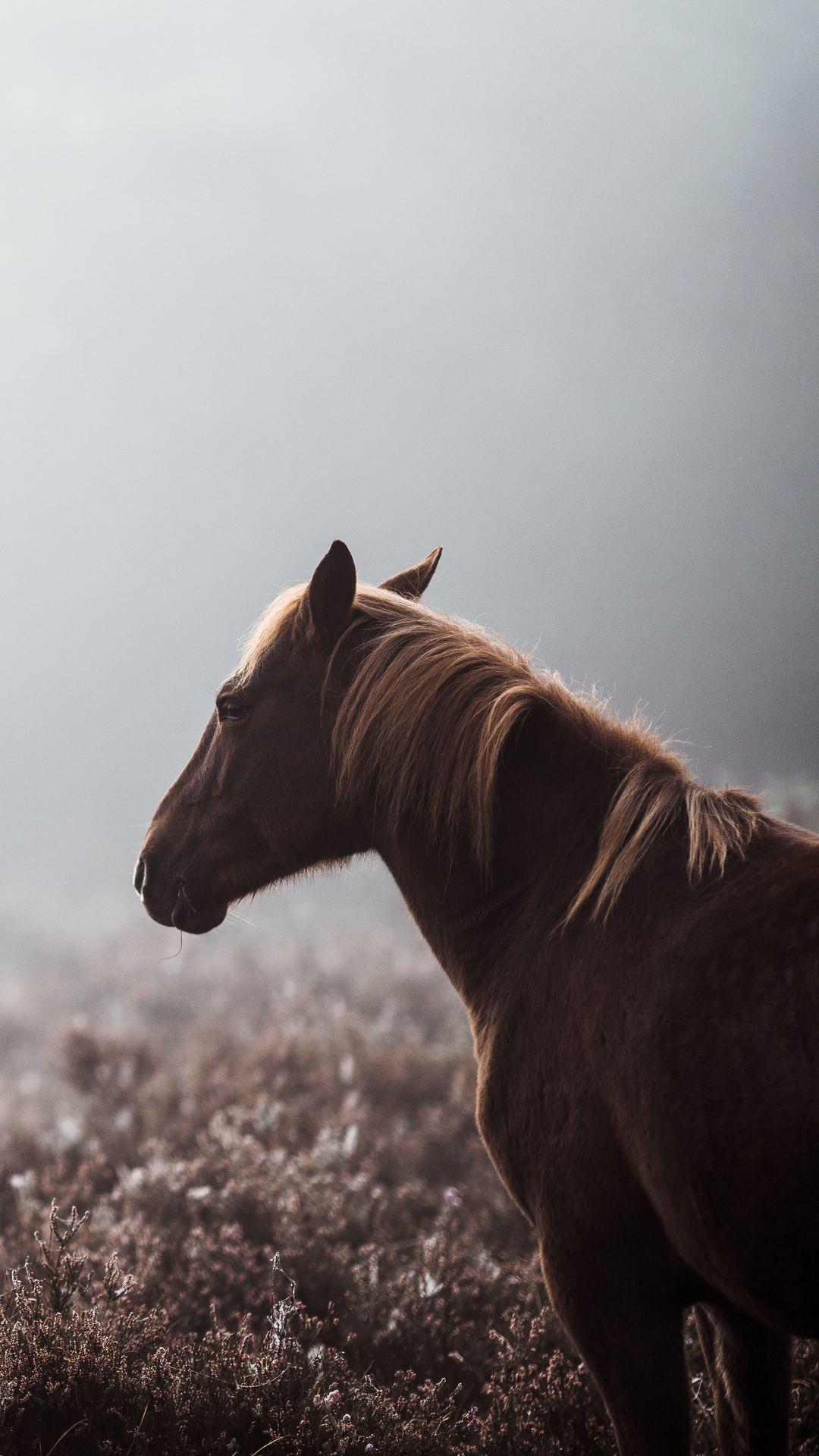 1080x1920 Appaloosa Wallpaper, HD Appaloosa Background, Free Image Download