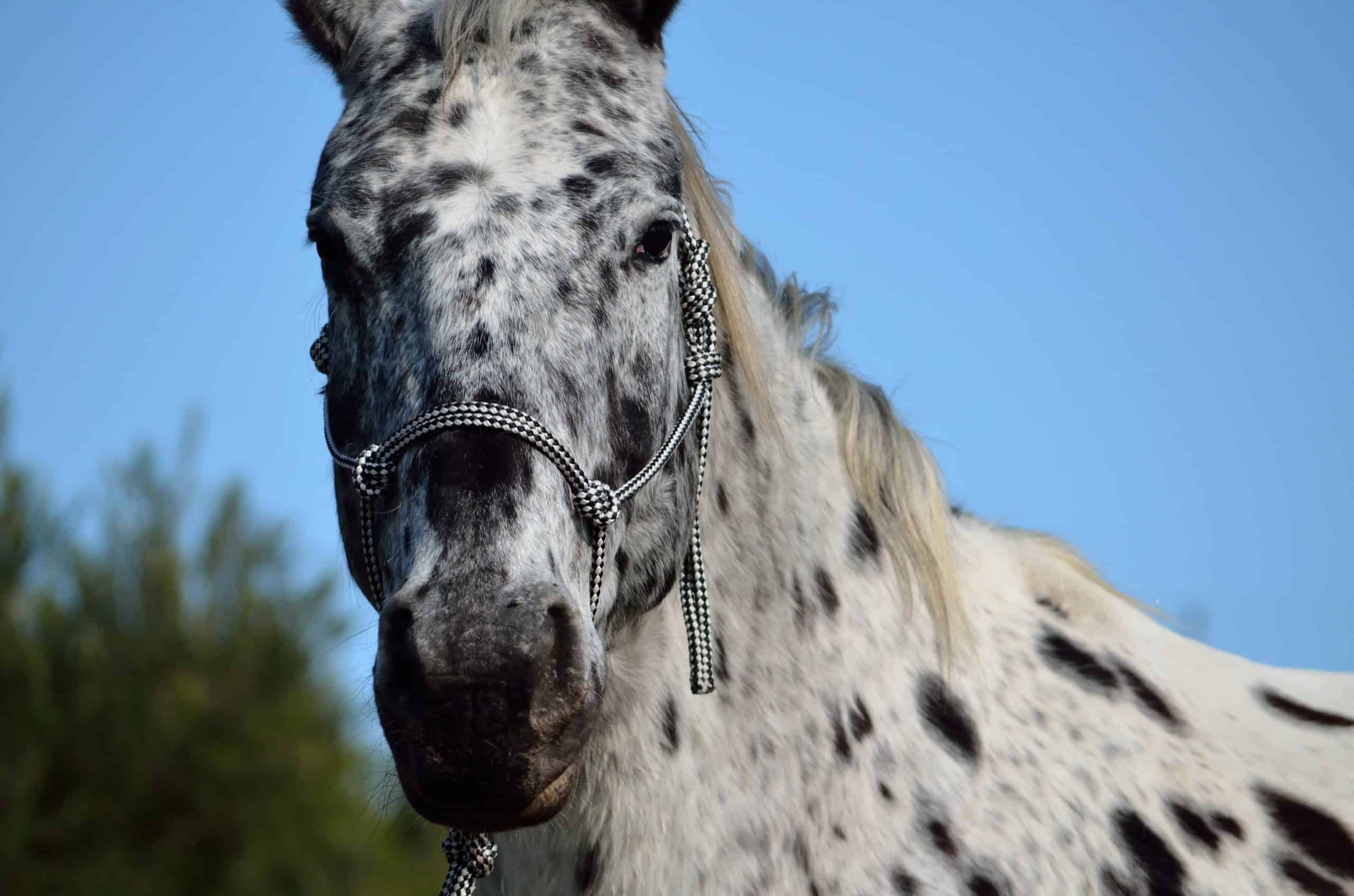 2560x1696 Fascinating Facts About The Appaloosa
