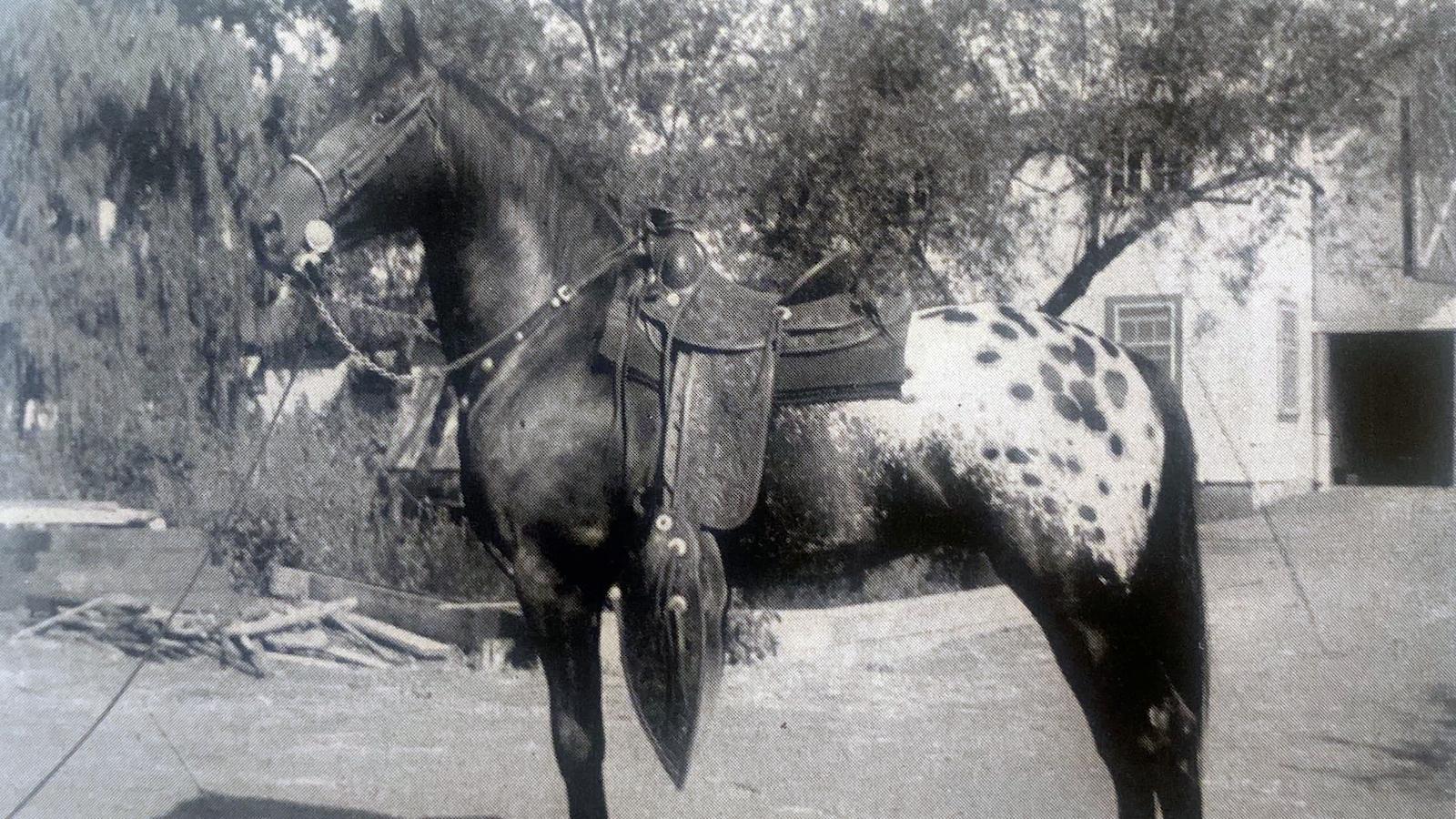 1600x900 The Appaloosa, or Palouse Horse