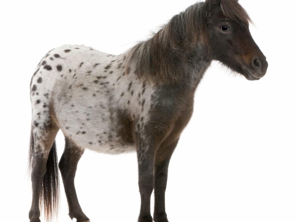 1024x768 Appaloosa Horse Facts You Didn't Know Horse Hints