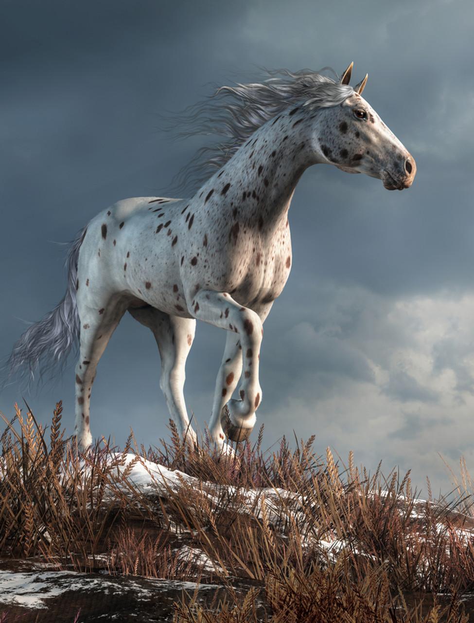 975x1280 Wild Appaloosa in Winter and Curated