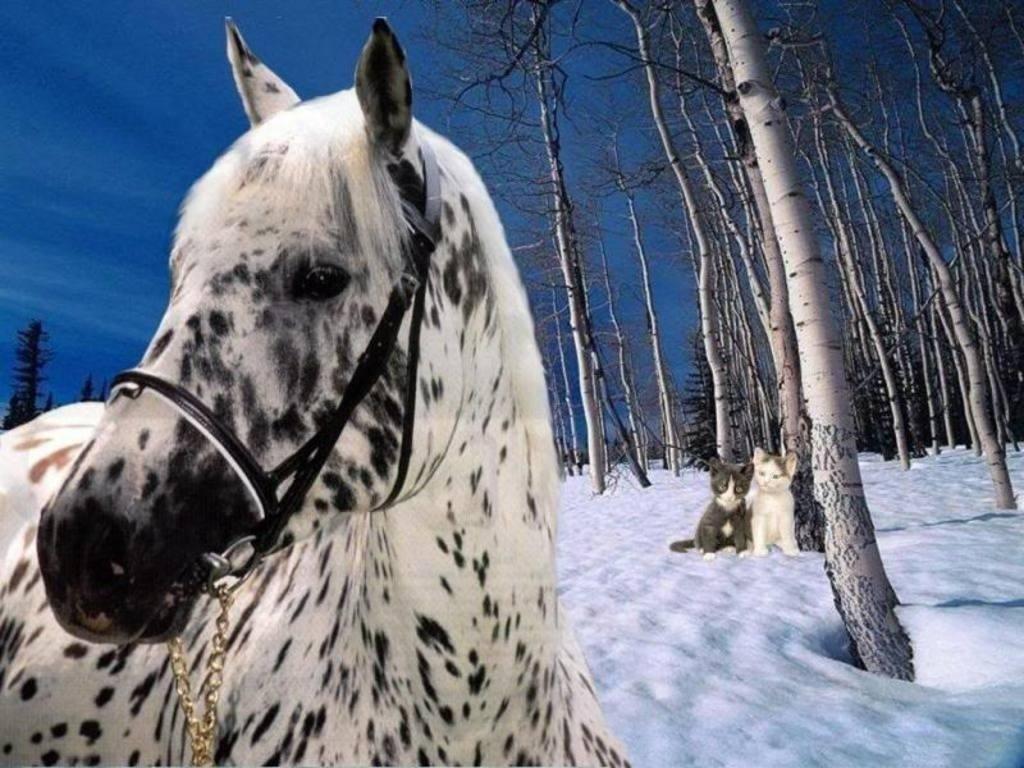 1024x768 Appaloosa Animal Wallpaper