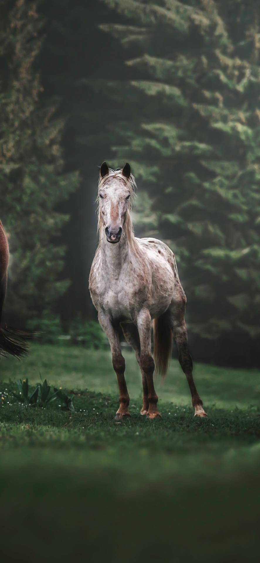 887x1920 Download White Appaloosa Horse Breed Foal Wallpaper