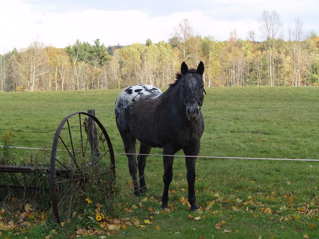 1024x768 Beautiful Appaloosa horse