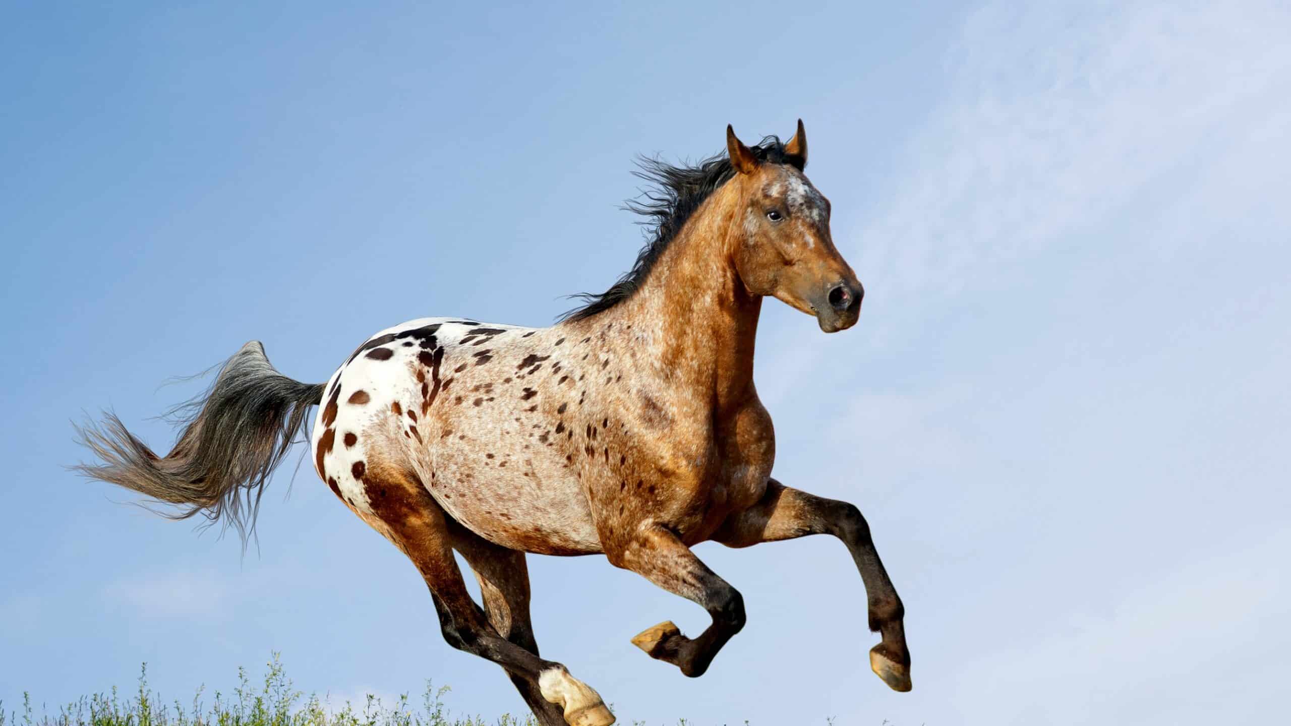 2560x1440 Appaloosa Horse: Profile and Information