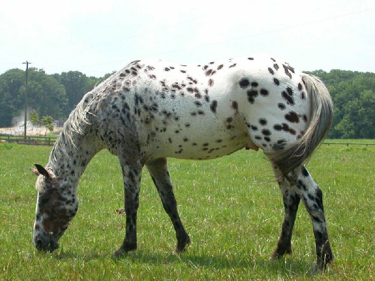 1200x900 American Paint Horse Wallpaper