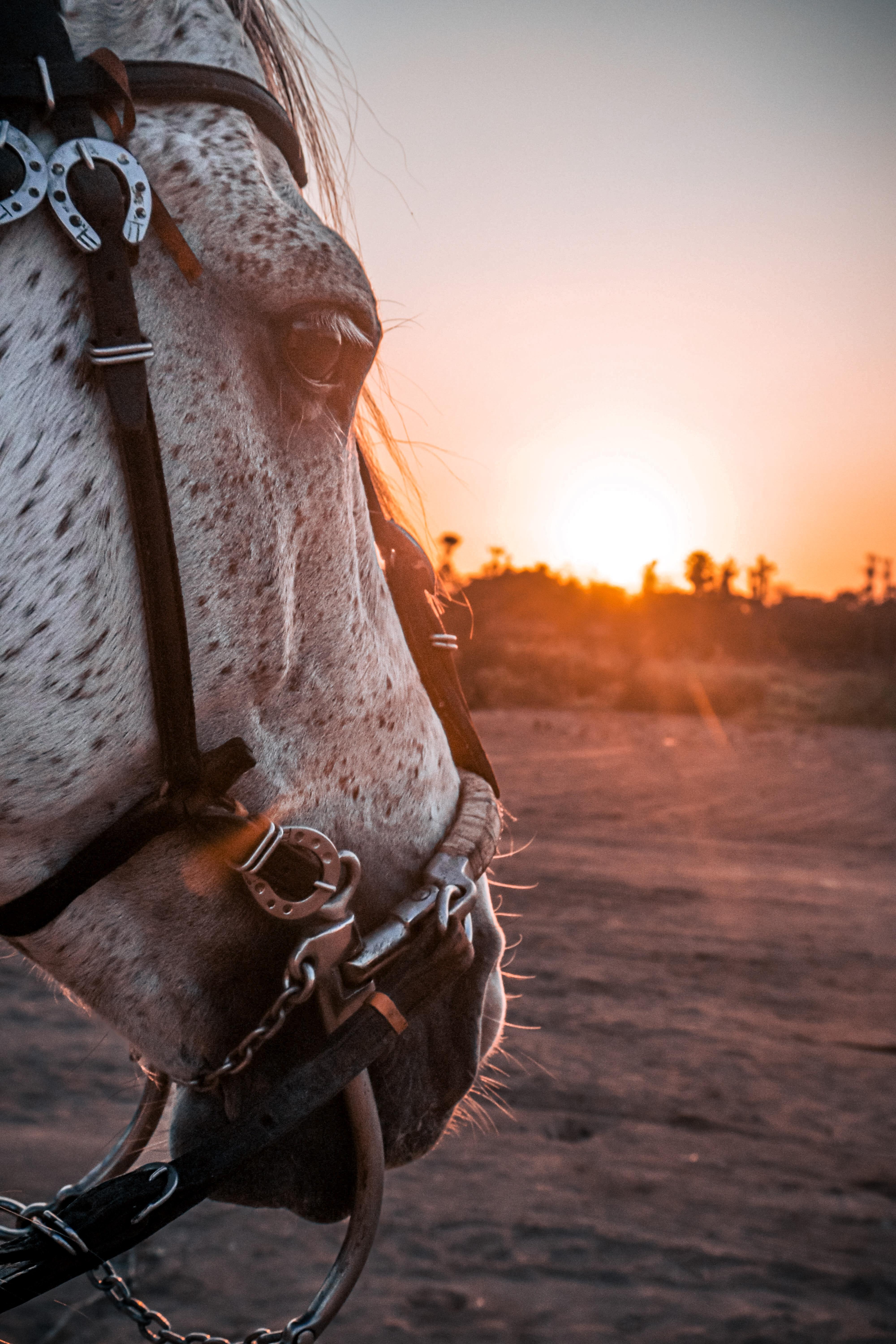 4000x6000 Appaloosa Photo, Download Free Appaloosa & HD Image