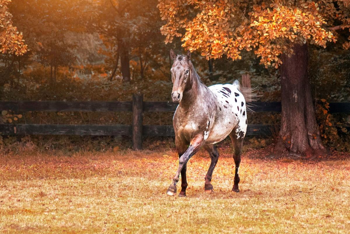 1200x801 Colorado Rangerbred Horse Breed Profile Horse Hints