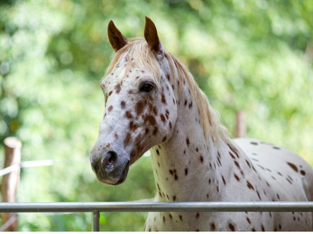 1024x768 Appaloosa horse: origin and characteristics