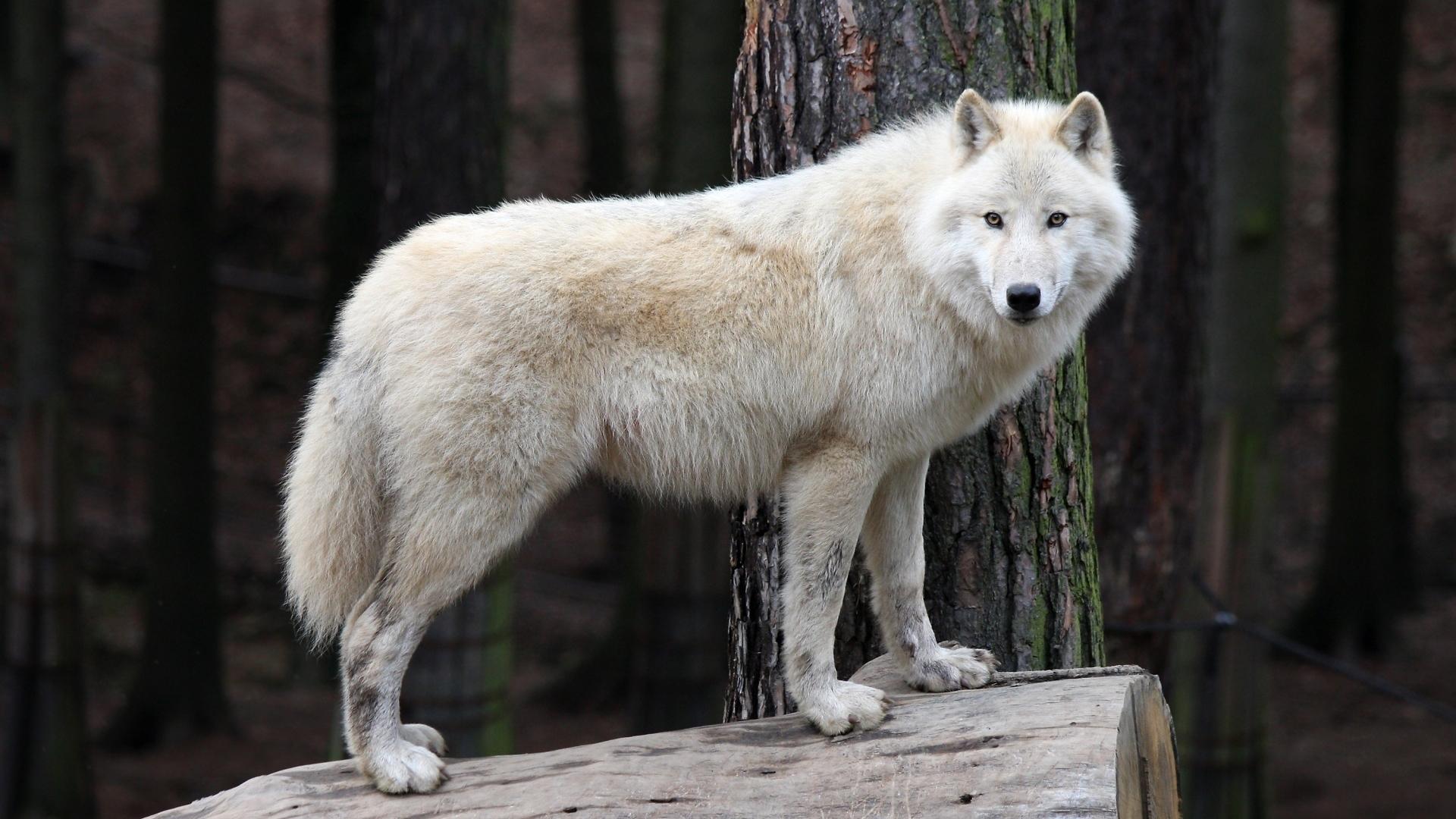 1920x1080 lup, wolf, white, animal Gallery HD Wallpaper