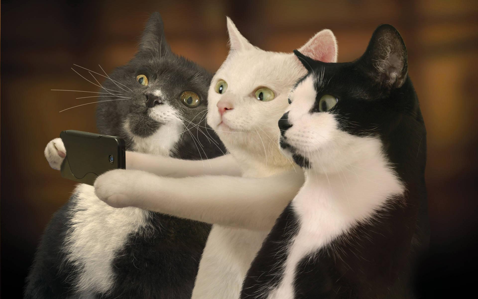 1920x1202 Funny Cat Wallpaper