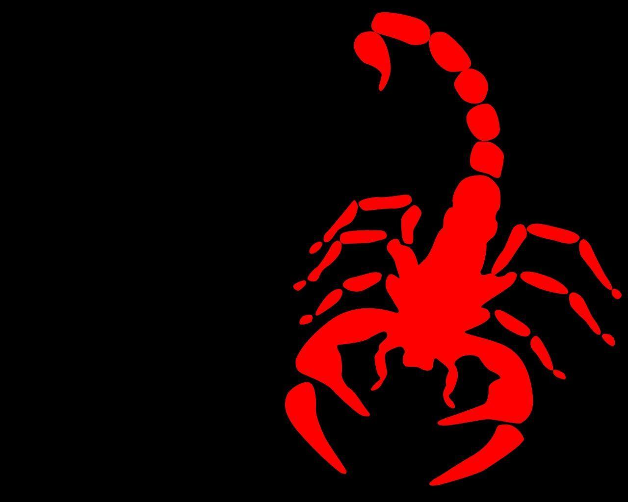 1280x1024 Scorpion Arachnids 1080p Wallpaper