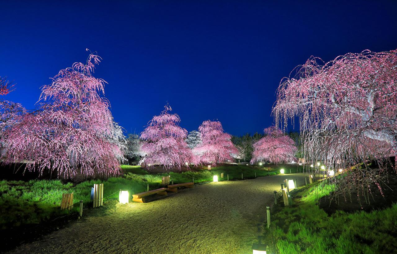 1280x819 image Tokyo Japan Nature park Street lights Flowering trees