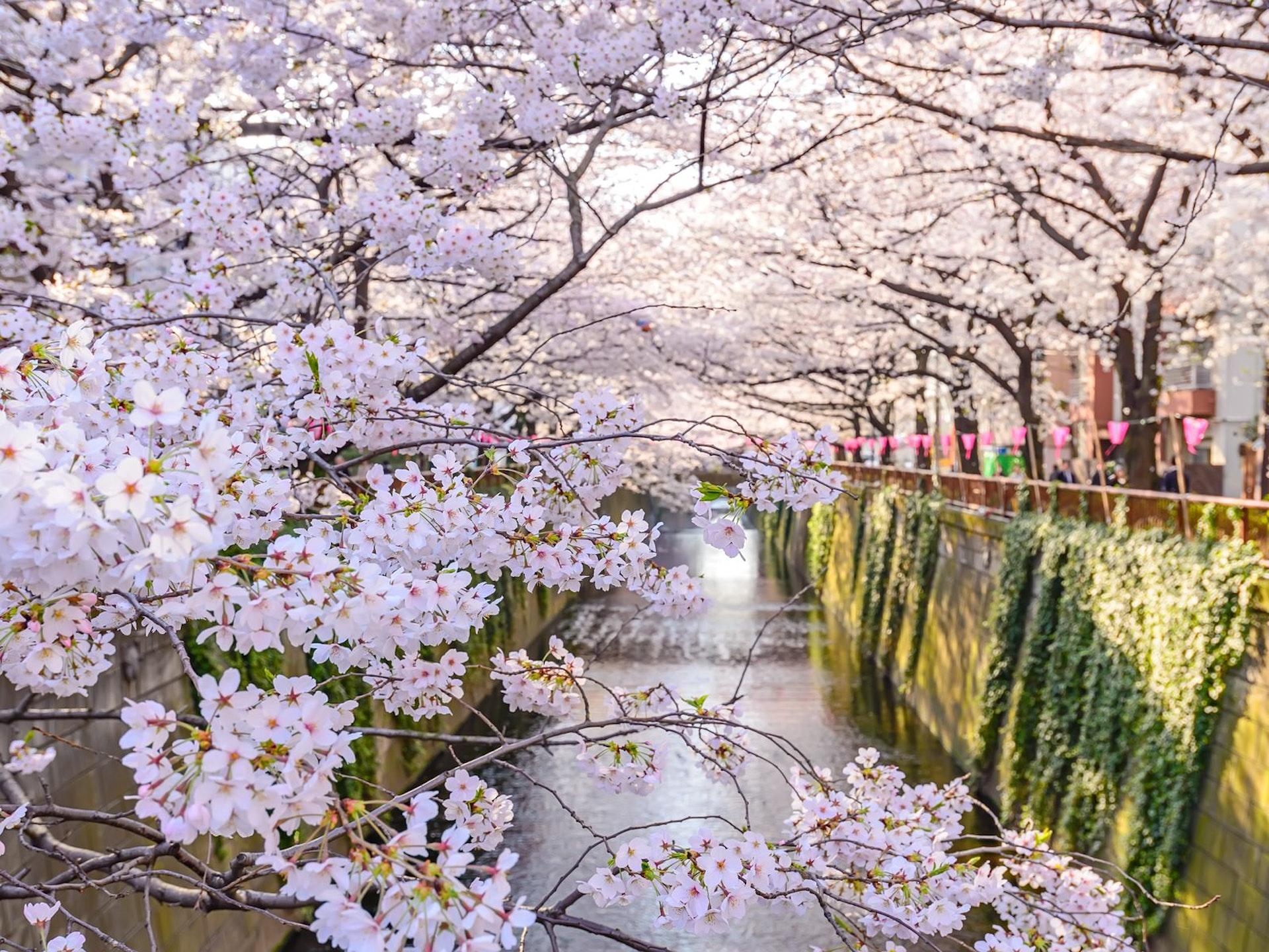 1920x1440 Tokyo in spring: best things to see and do