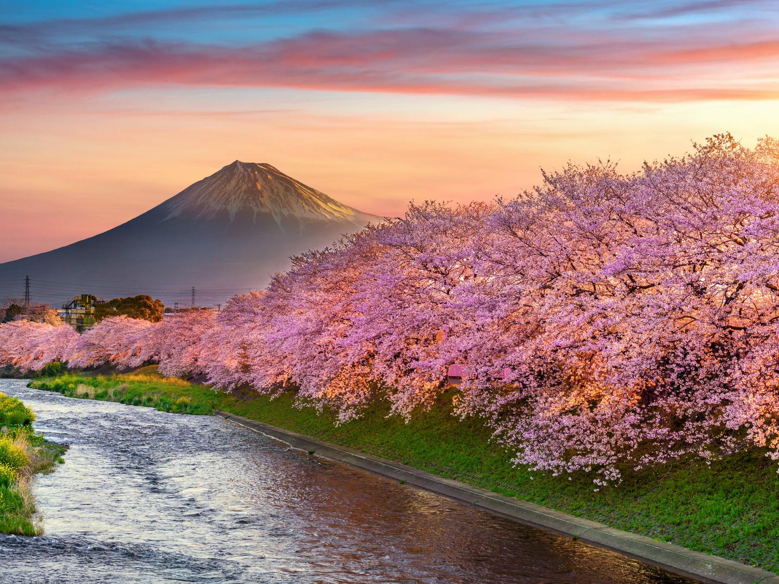 1600x1200 Download Mountains, Cherry, Spring, Landscape, Bloom, Japan Wallpaper in 1600x1200 Resolution