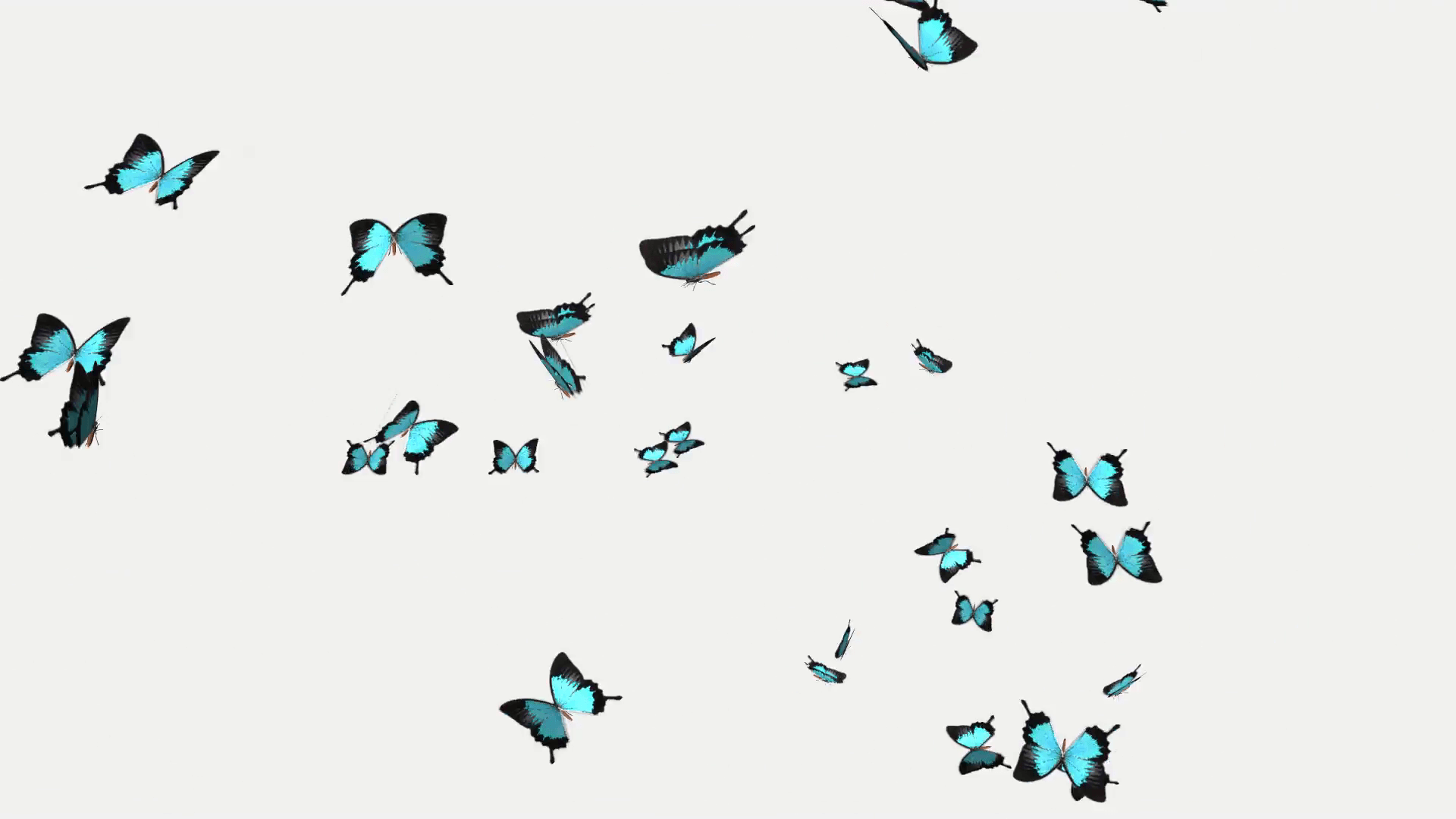 Butterfly Swarm Wallpapers - Top Free Butterfly Swarm Backgrounds ...