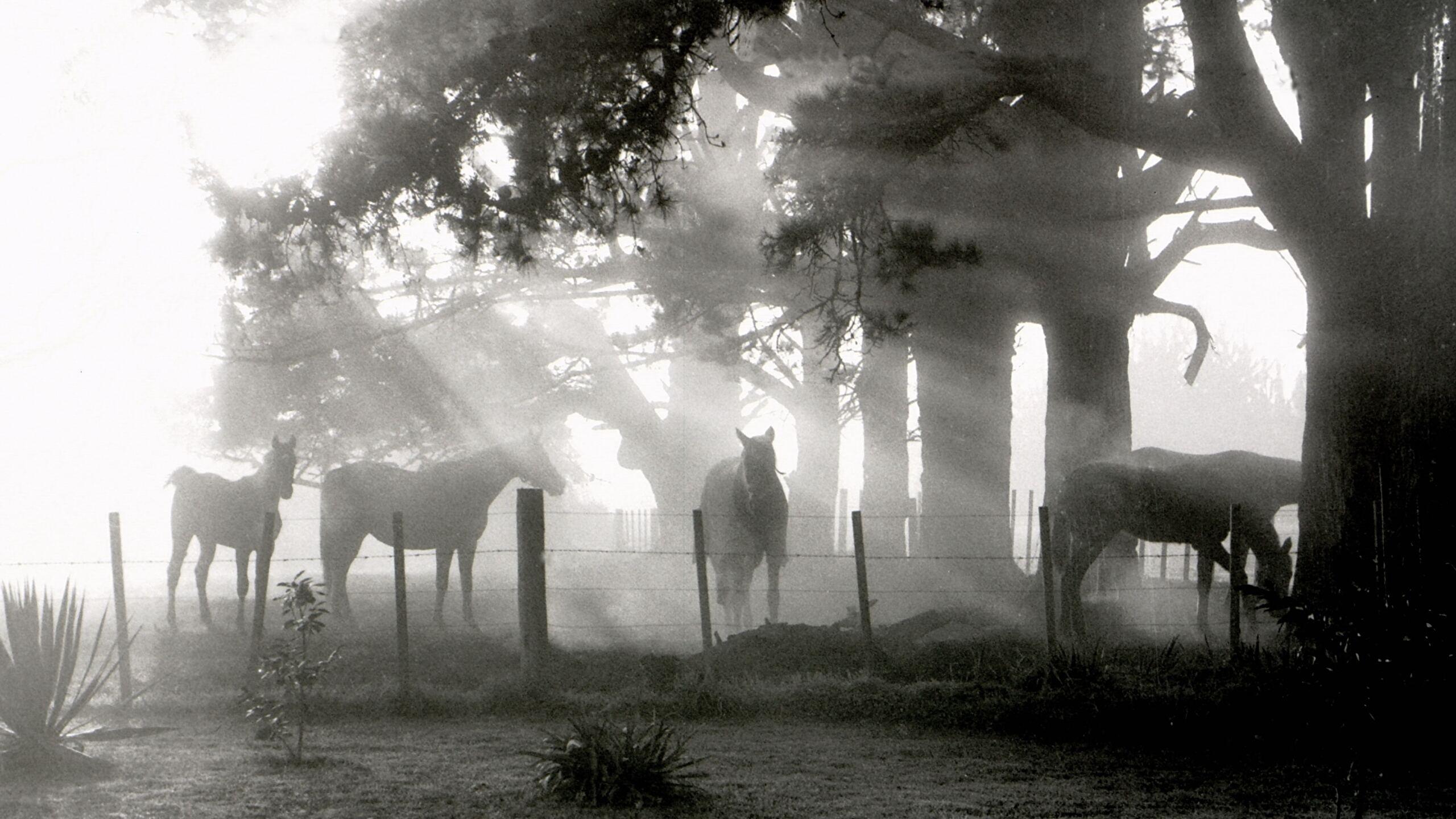 2560x1440 Horses in the Mist HD wallpaper