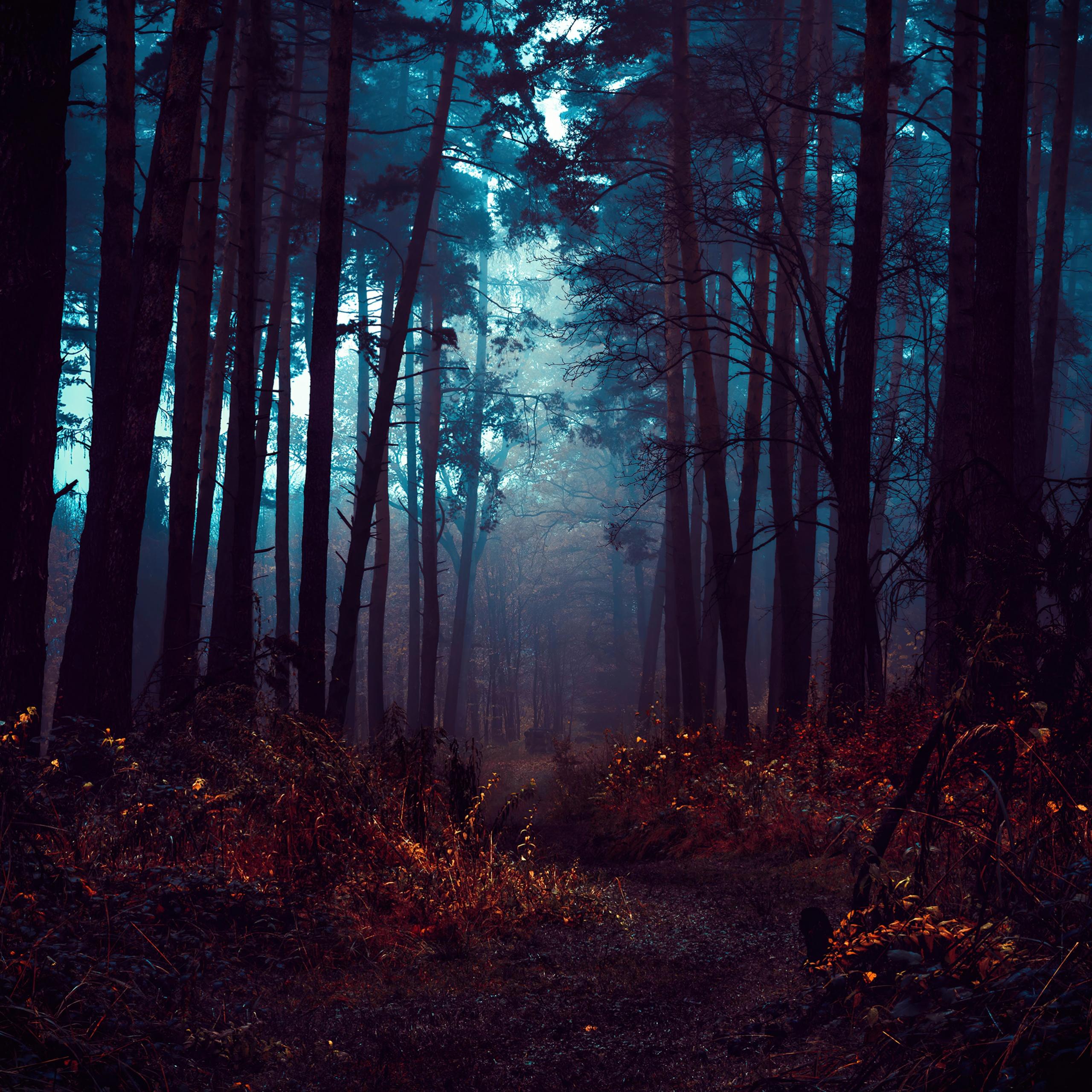 2560x2560 Forest Wallpaper 4K, Fog, Morning, Dark, Nature