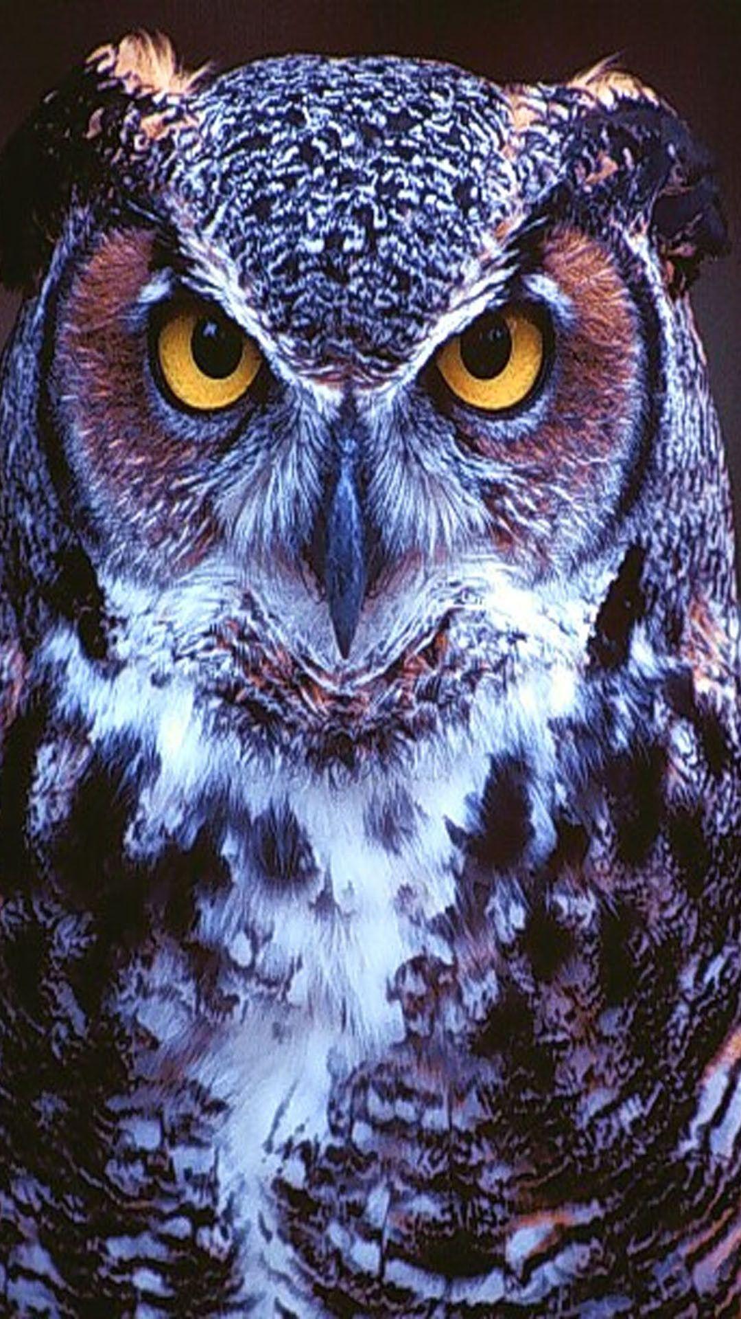 1080x1920 Owl iPhone Wallpaper