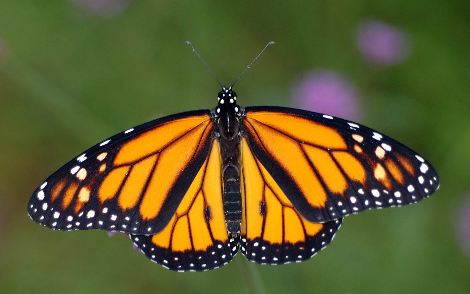 1600x1000 Monarch Butterflies