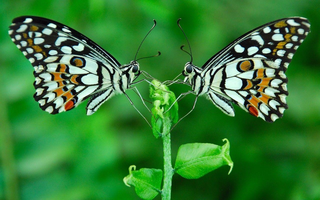 1280x800 Wallpaper Tagged With Effect: Butterfly Wings Effect Beautiful Two