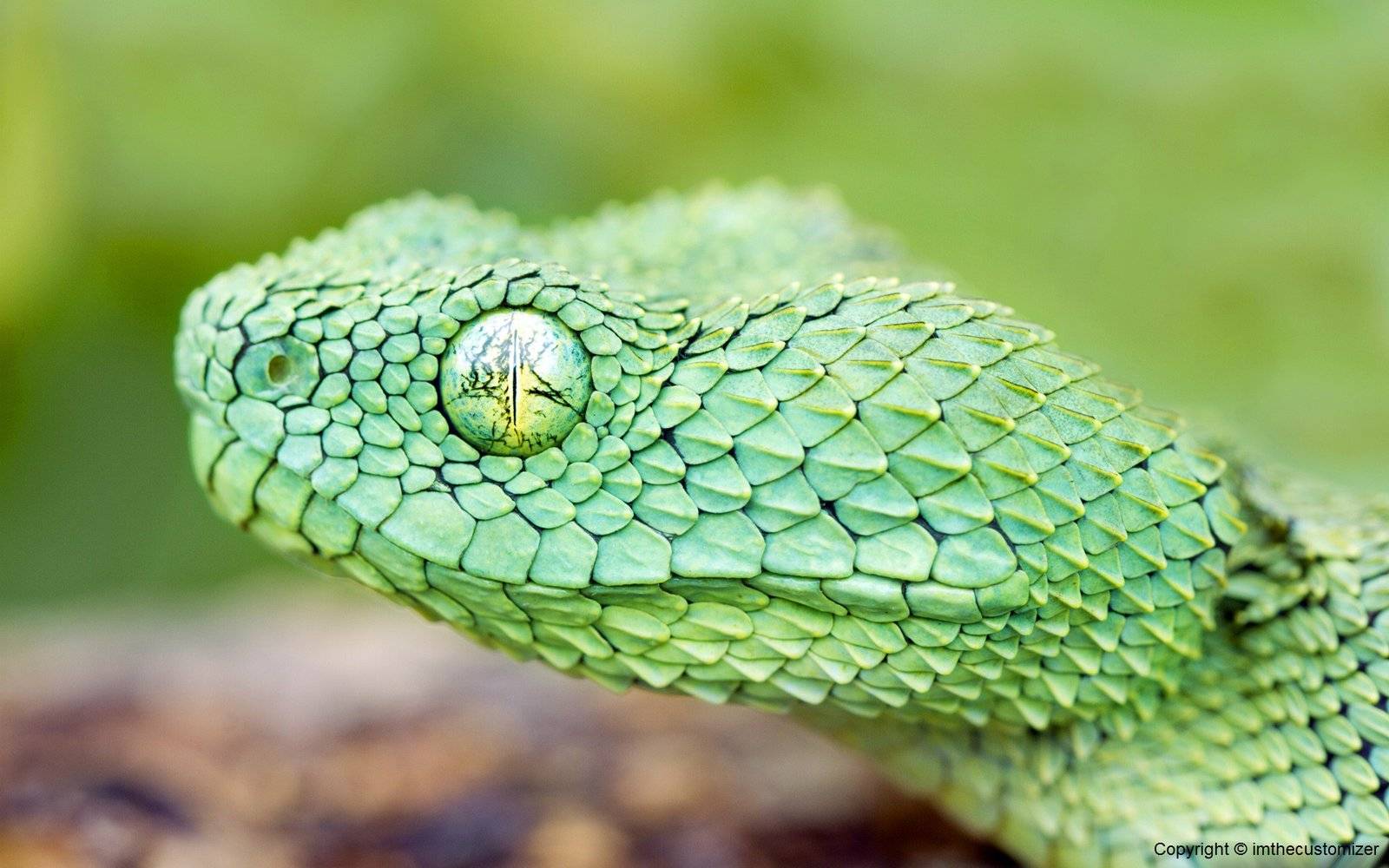 1600x1000 Free download African Bush Viper cool looking Sweet looking African Bush Viper [1600x1000] for your Desktop, Mobile & Tablet. Explore Cool Looking Wallpaper. Cool Looking Wallpaper for Computers, Bamboo