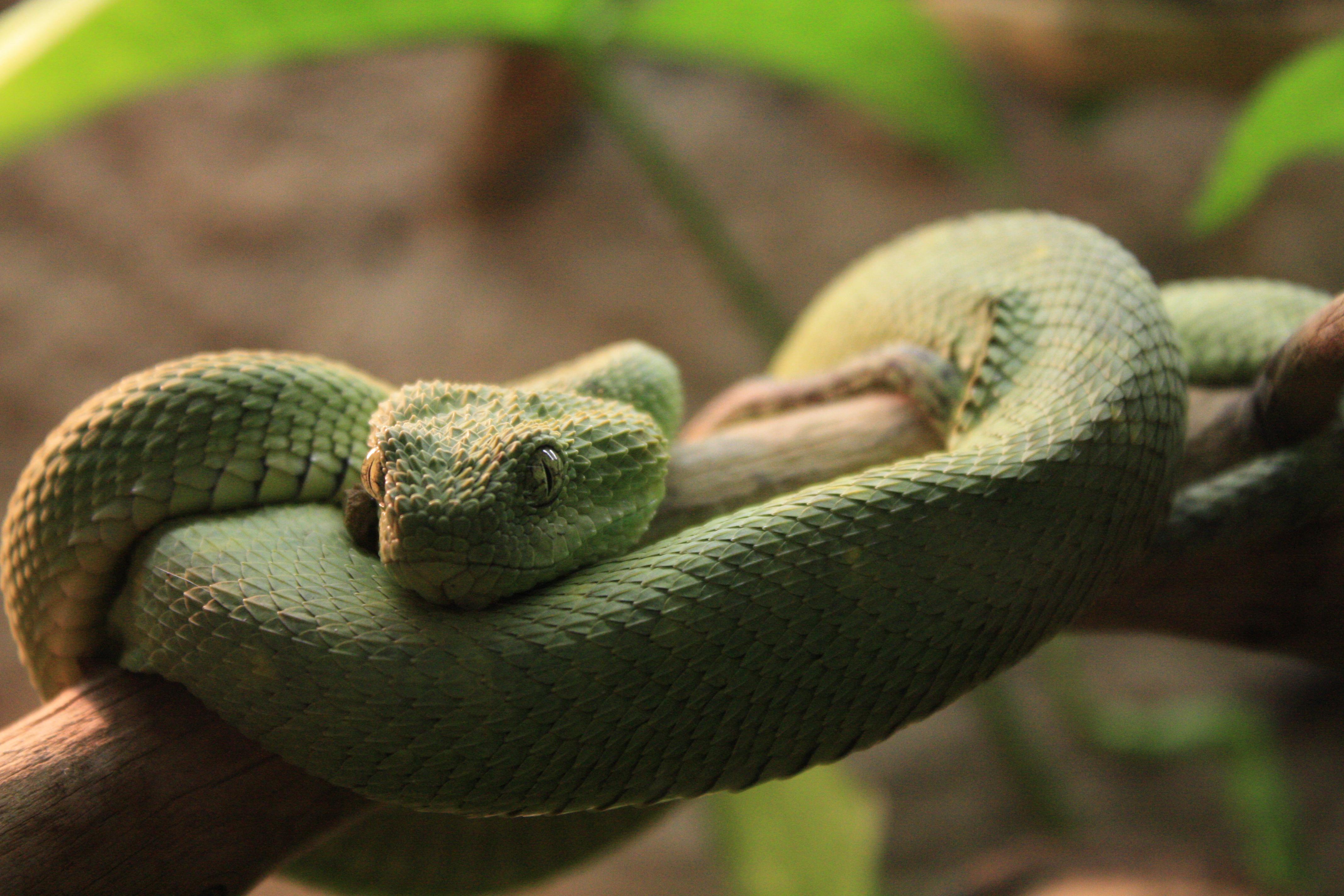 4272x2848 Green Bush Viper