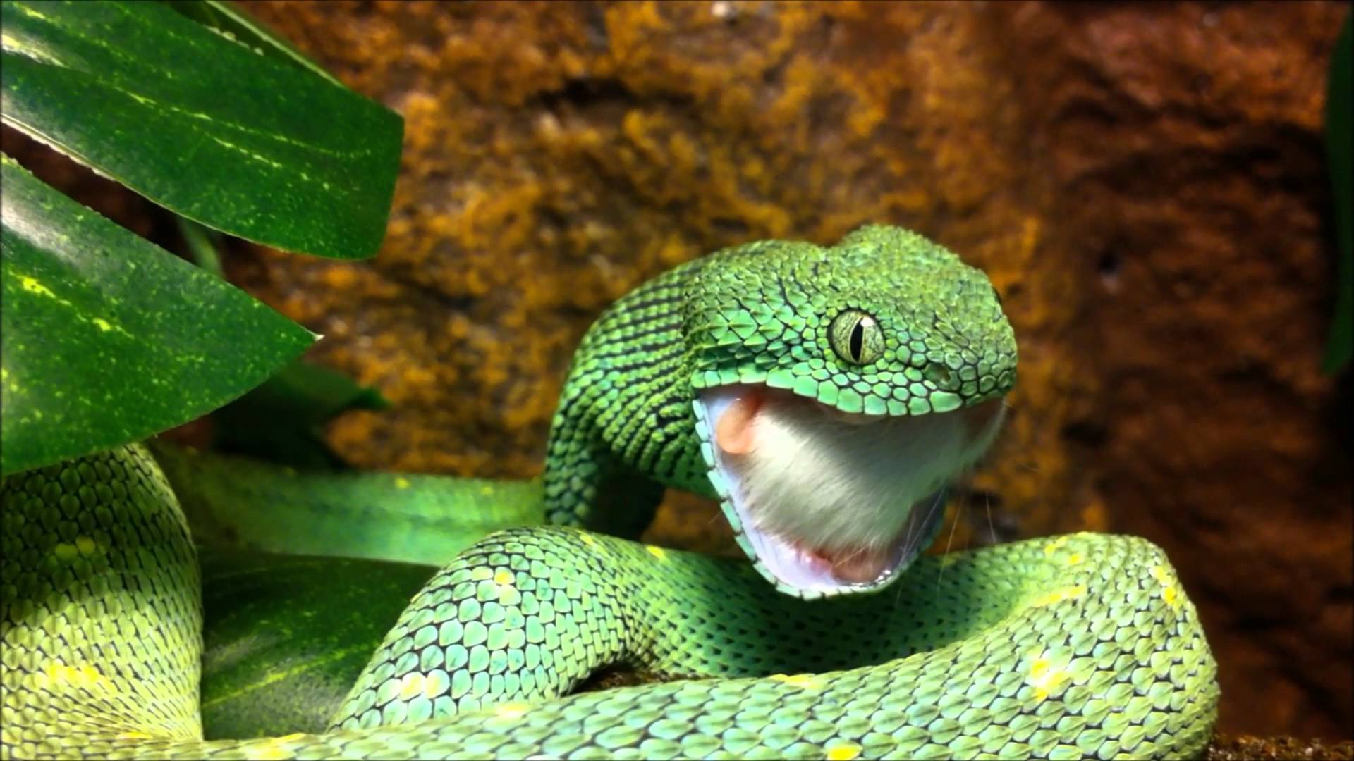 1920x1080 Viper Snake HD Wallpaper