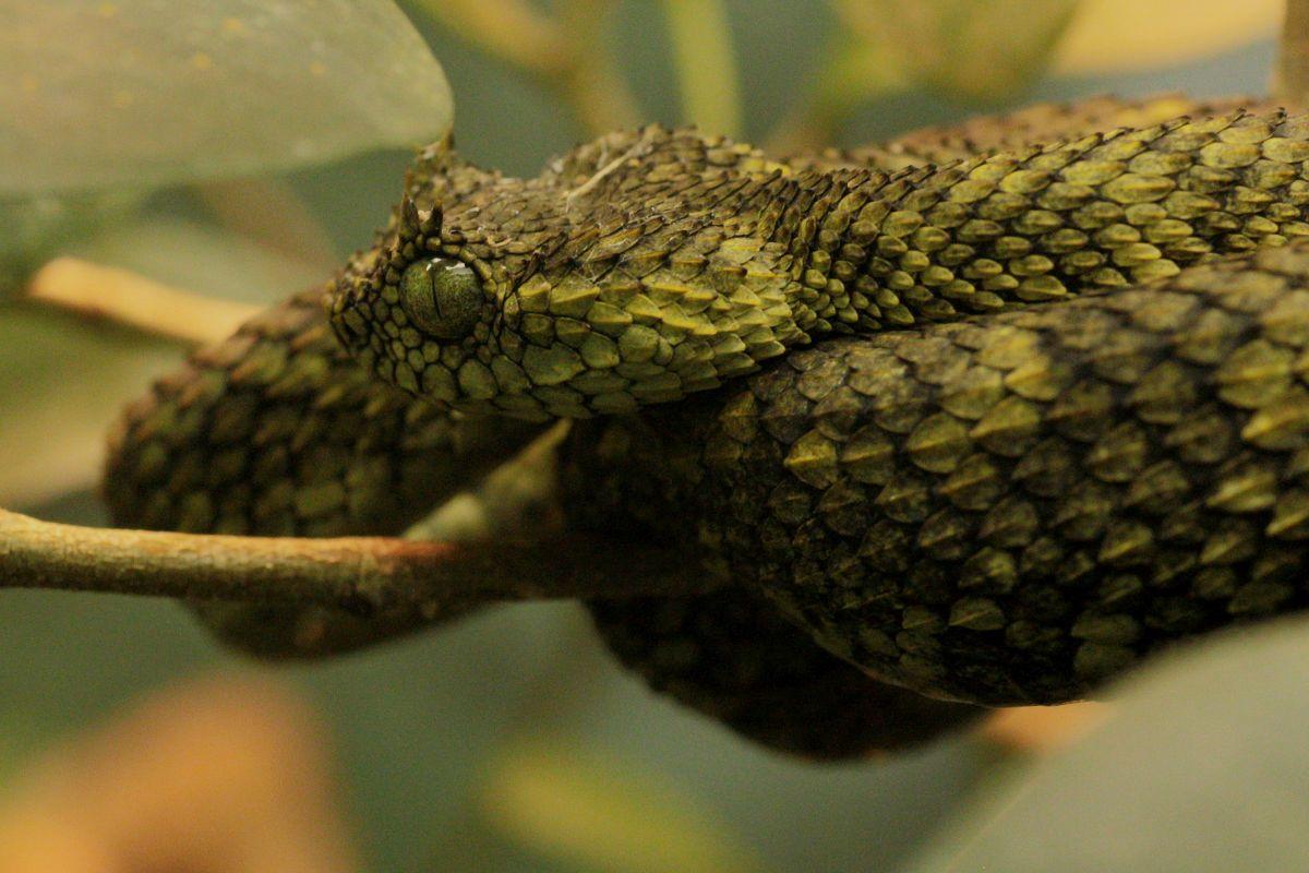1200x800 Free download Wallpaper For Bush Viper Snake Wallpaper HD [1200x800] for your Desktop, Mobile & Tablet. Explore Viper Snake Wallpaper. Snake Wallpaper, Cool Snake Wallpaper, Solid Snake Wallpaper