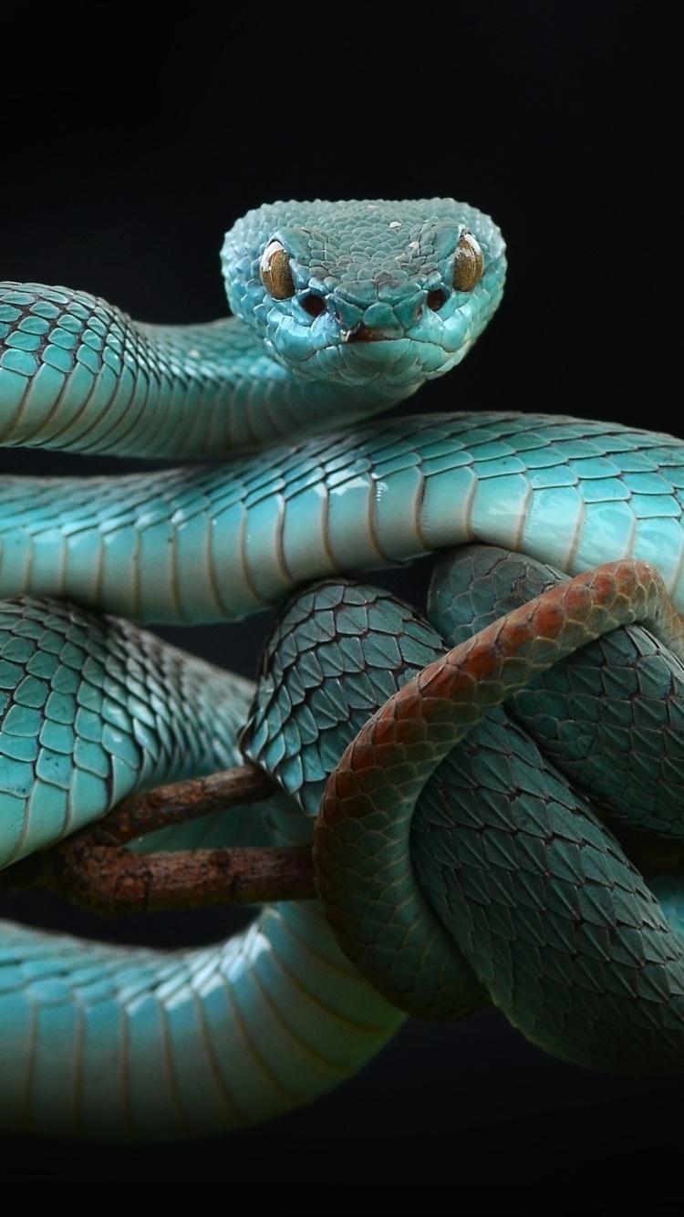 750x1334 Wallpaper / Animal Viper Phone Wallpaper, Reptile, Snake, 750x1334 free download