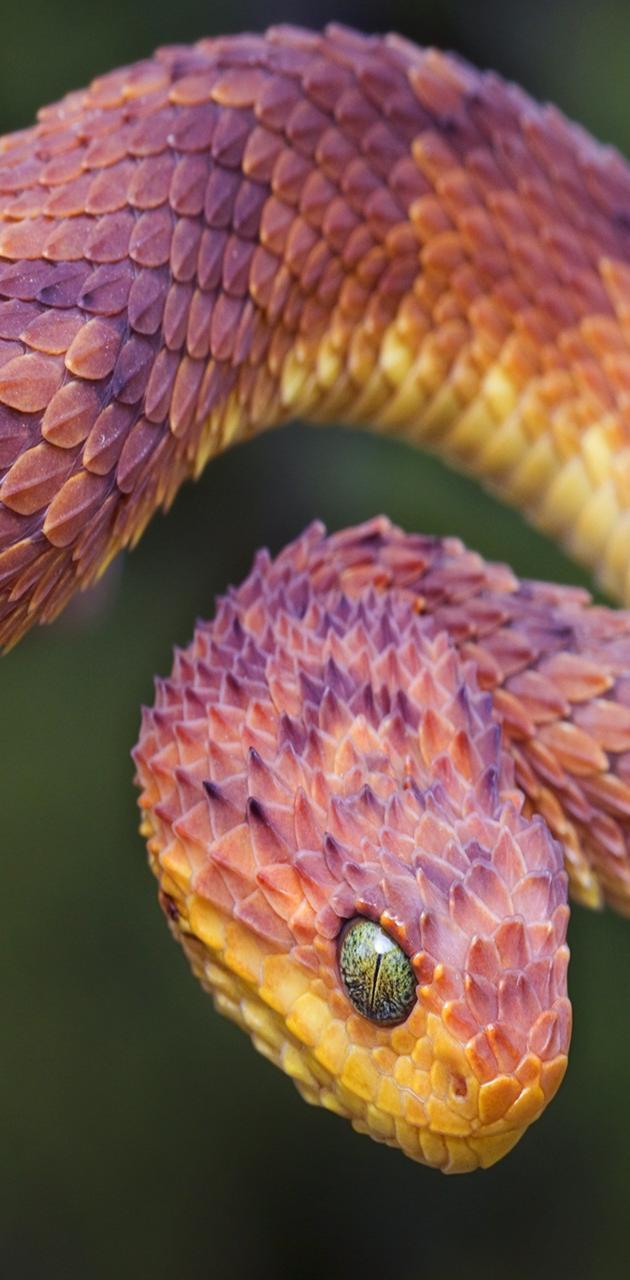 630x1280 Bush Viper wallpaper
