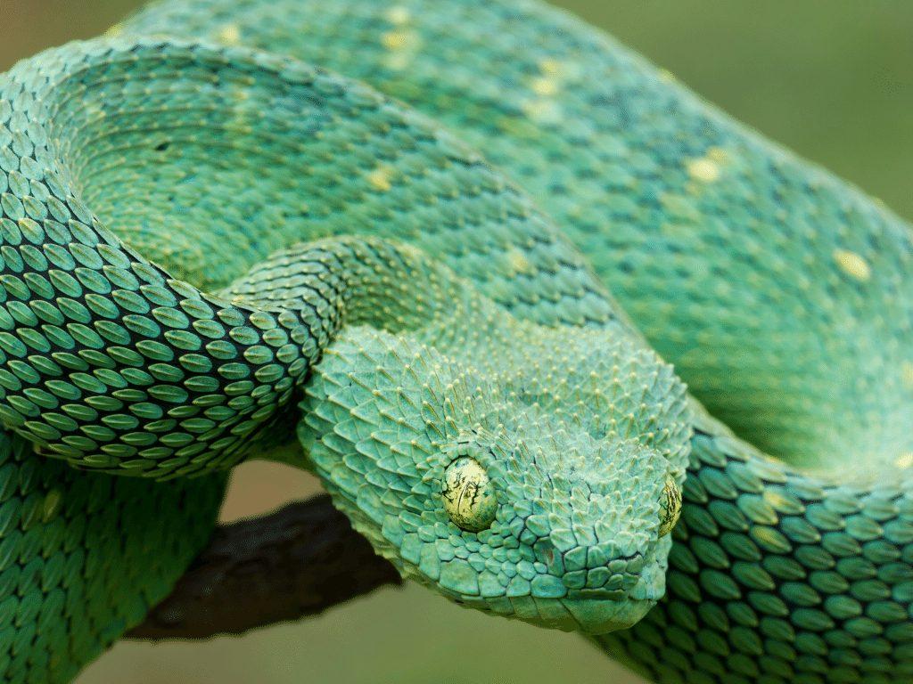 1024x768 Spiny Bush Viper Facts