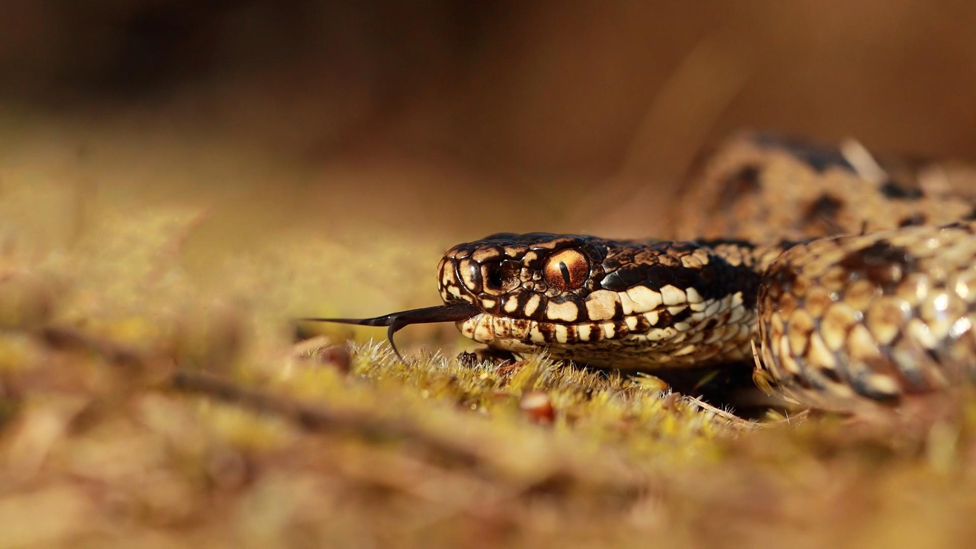 1920x1080 Viper Snake Wallpaper