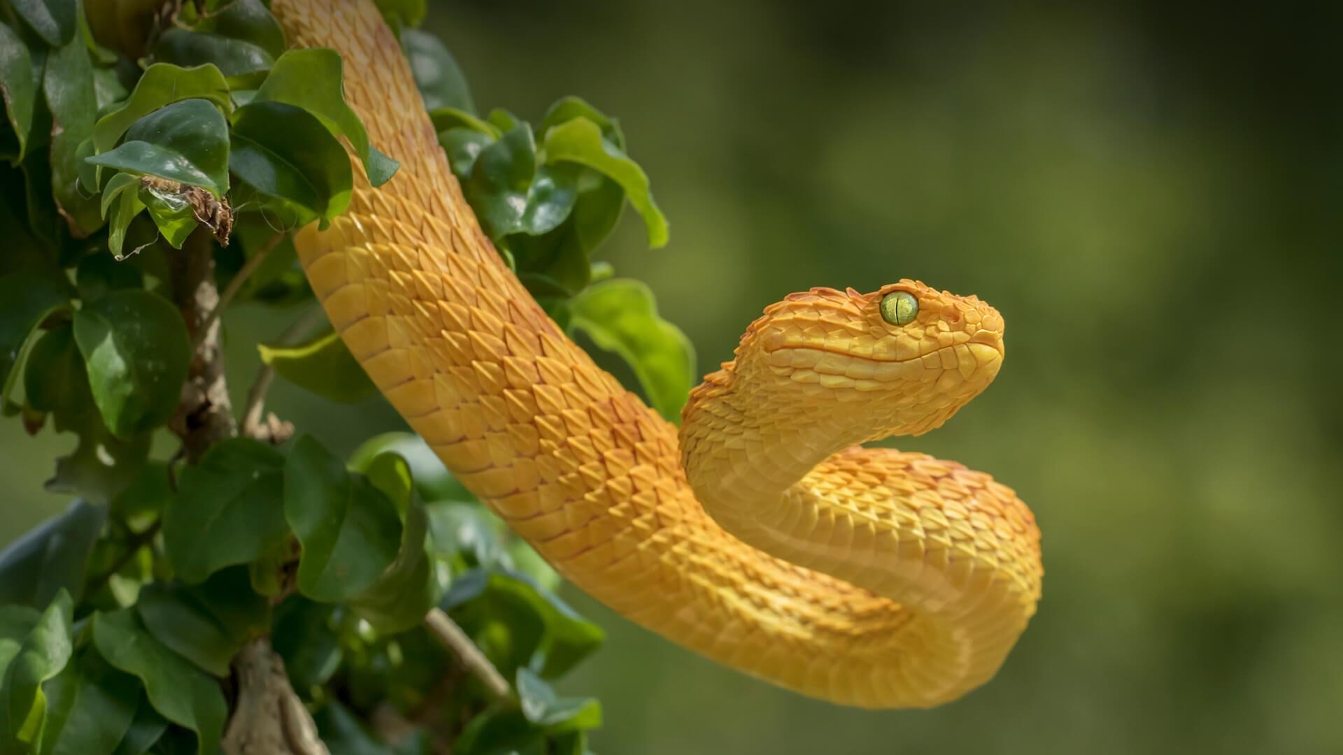1920x1080 Yellow Snake HD Wallpaper
