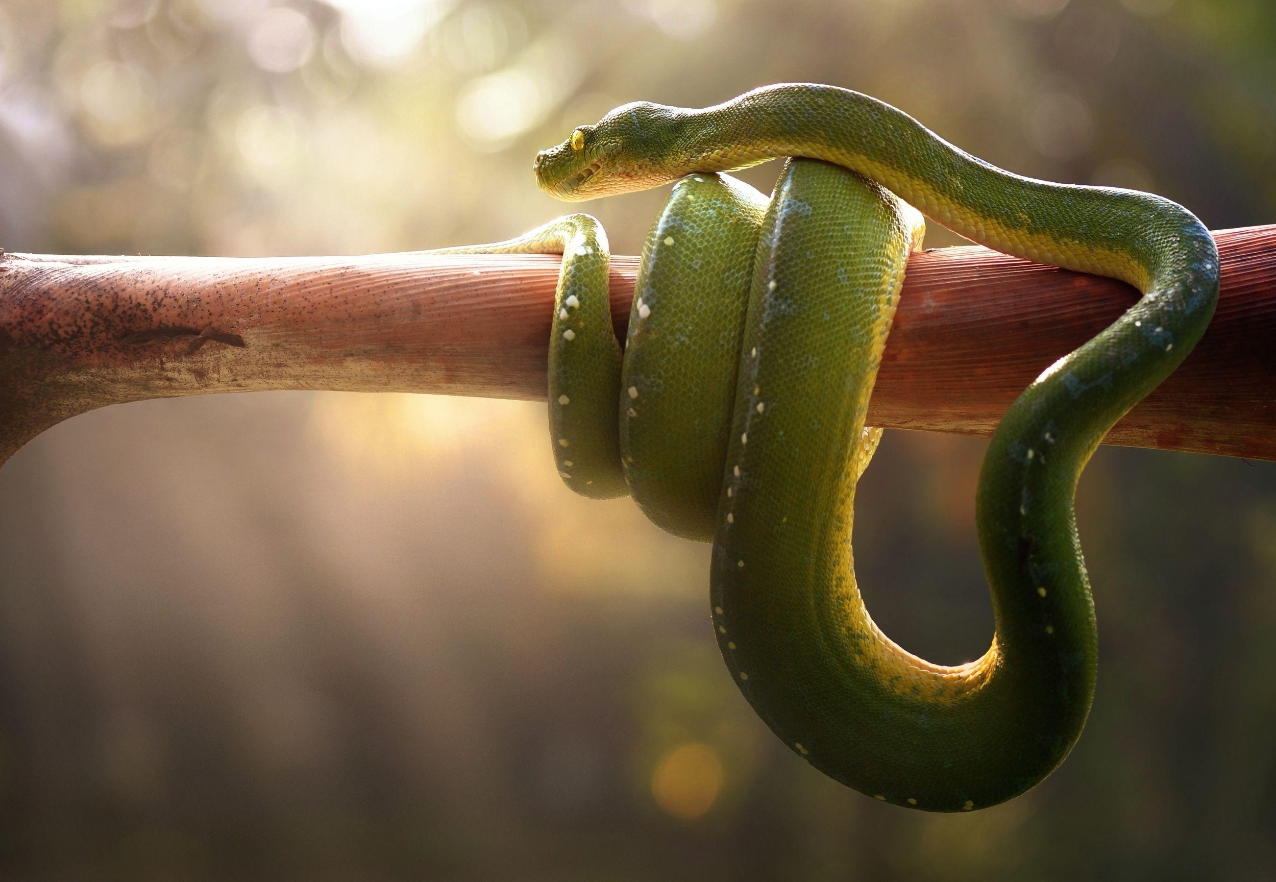 2500x1728 Pit Viper Wallpaper