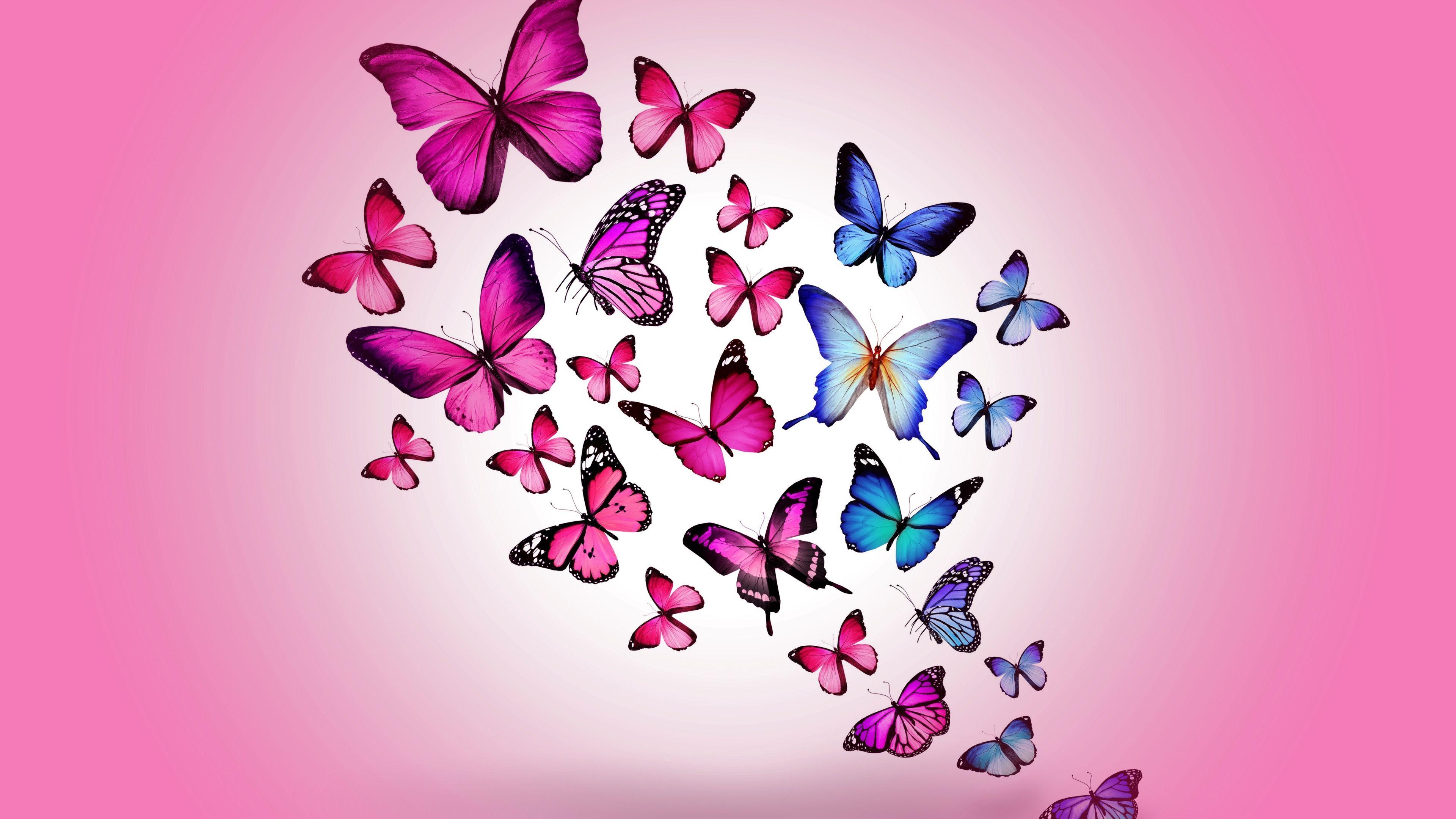 3840x2160 Butterfly Wallpaper