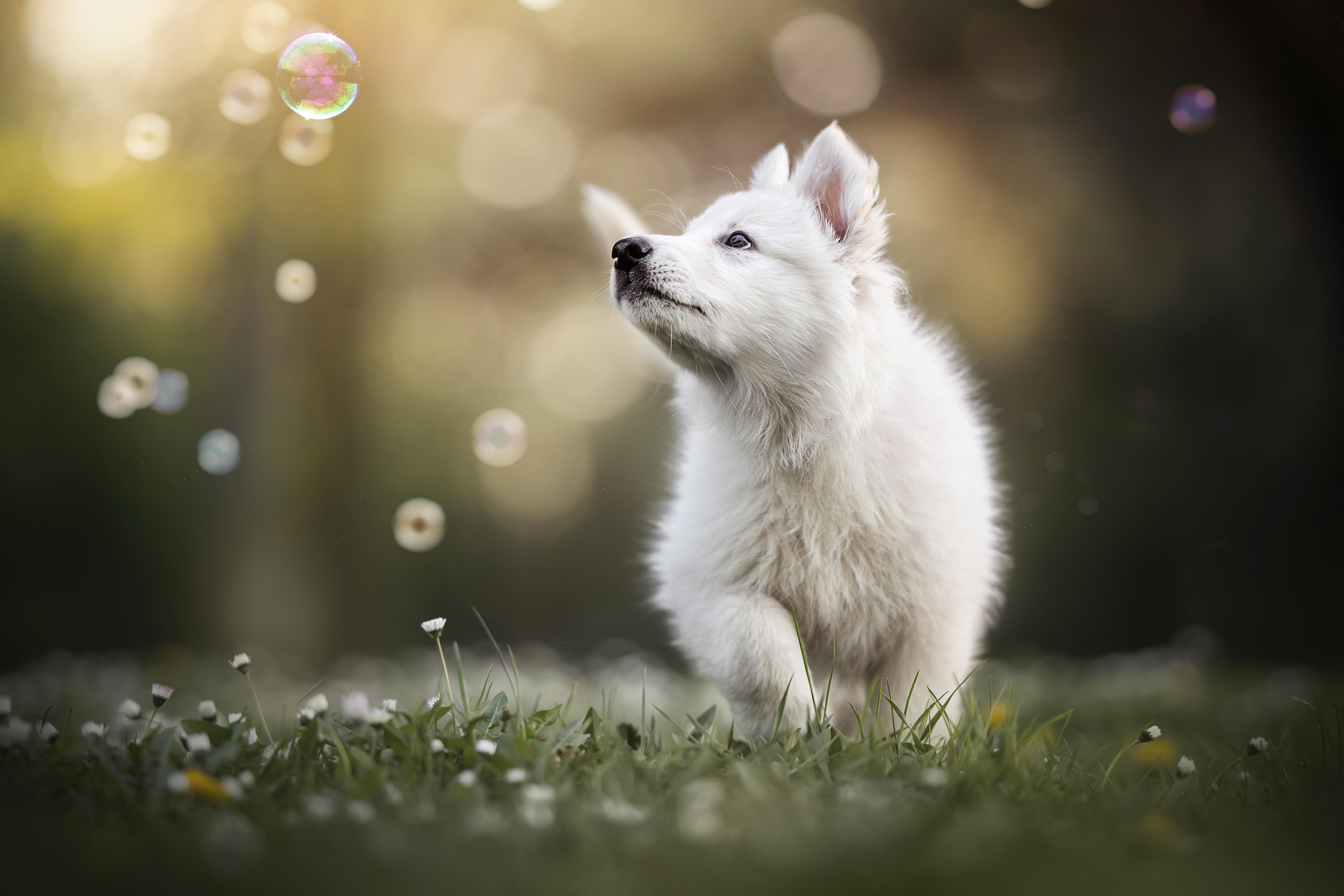 Cute Dog 4k Wallpapers - Top Free Cute Dog 4k Backgrounds - WallpaperAccess