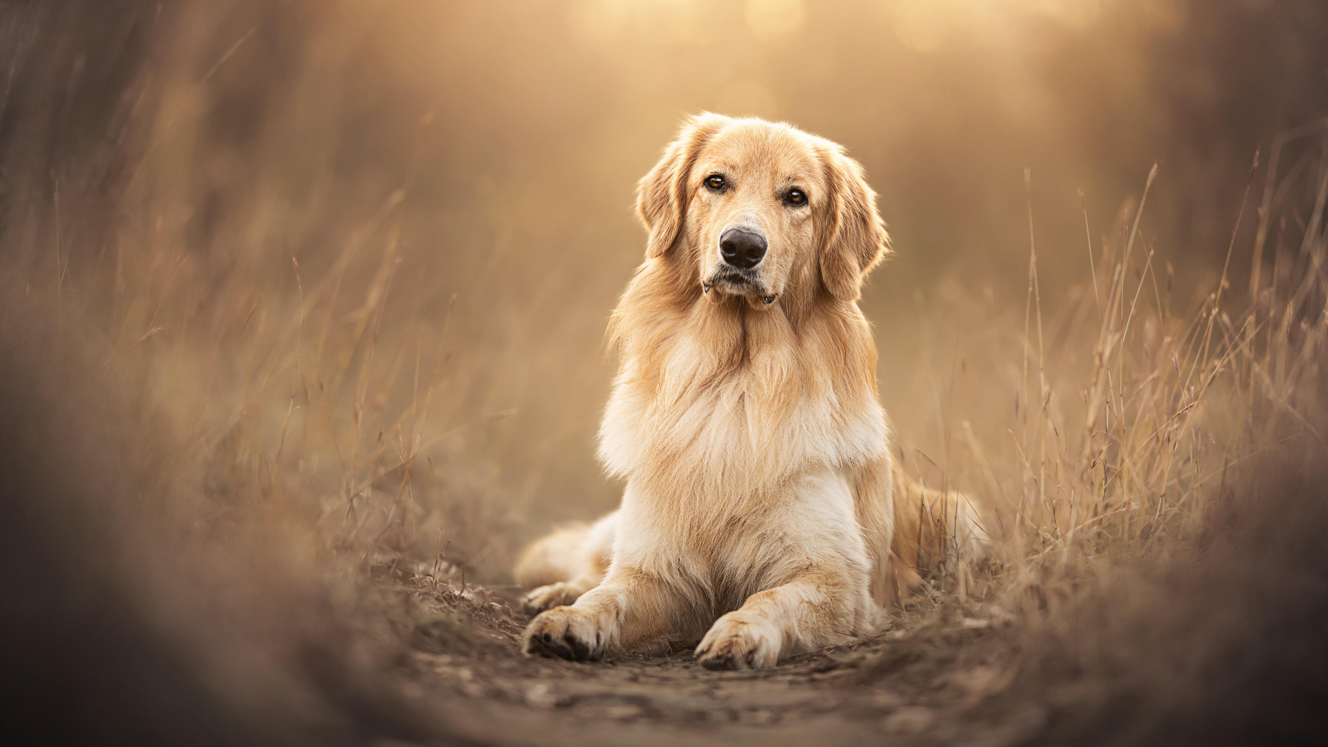 5120x2880 Golden Retriever Wallpaper 4K, Scottish breed dog, Animals