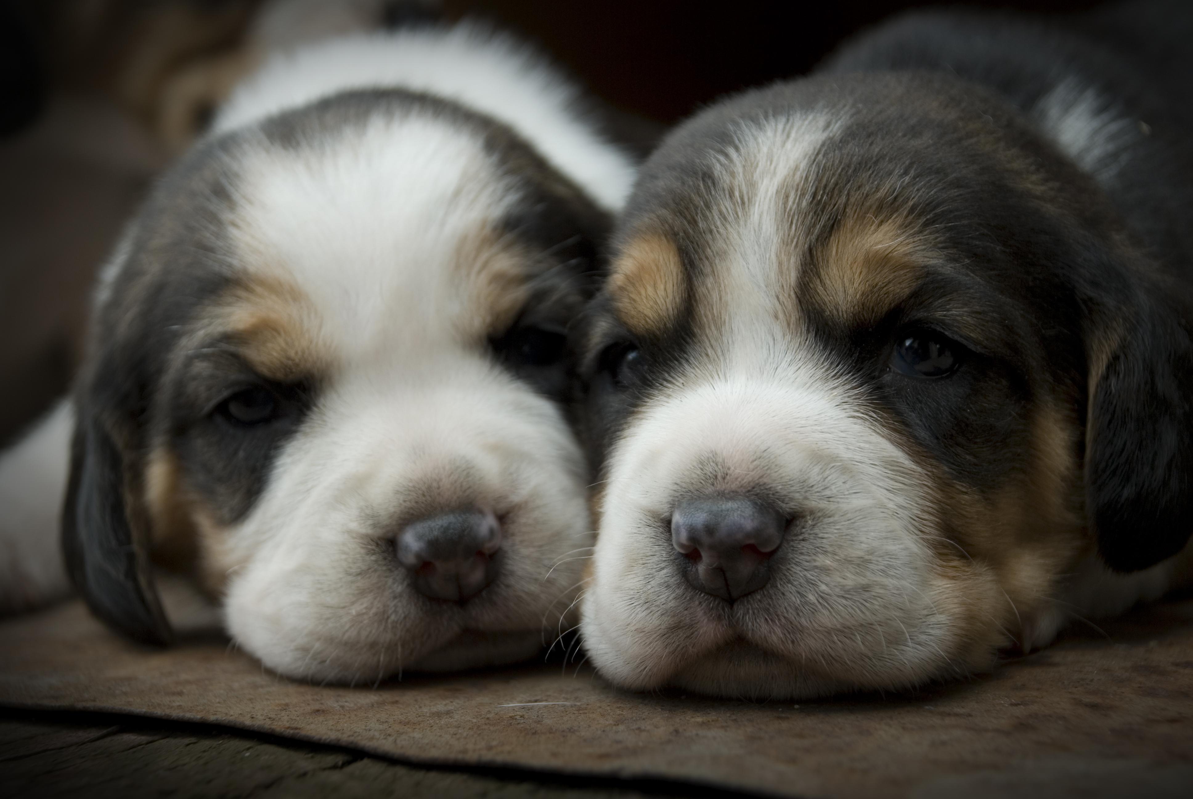 3872x2592 4K Puppy Wallpaper and Background Image