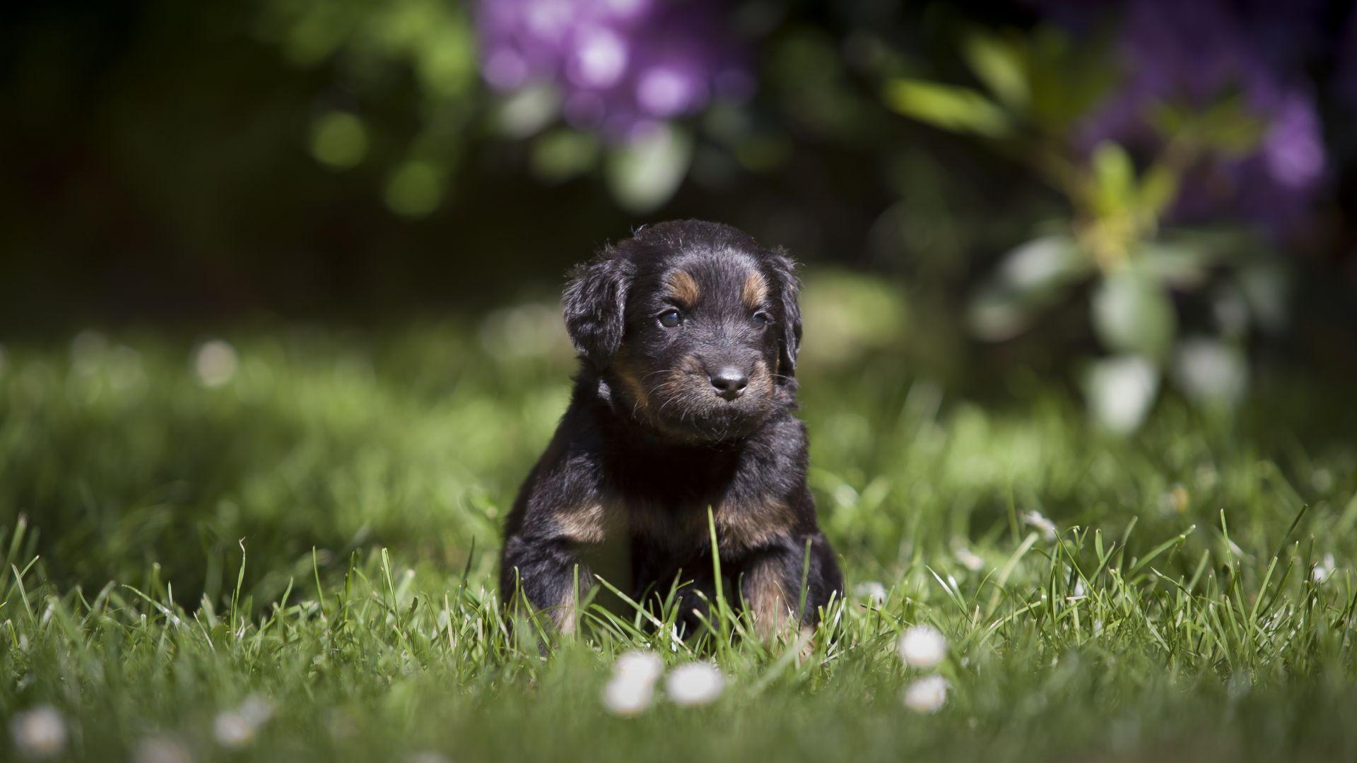 1920x1080 Desktop Wallpaper Cute, Adorable Black Puppy, Dog, Animal, Pet, Grass, 4k, HD Image, Picture, Background, C01c60
