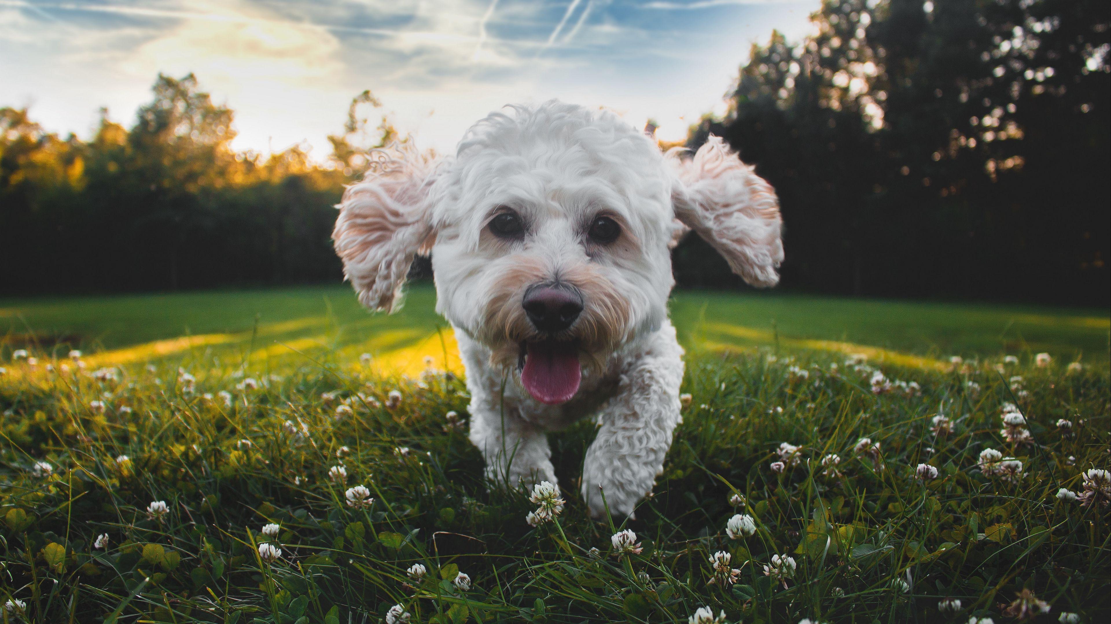 3840x2160 4K Cute Dog Wallpaper