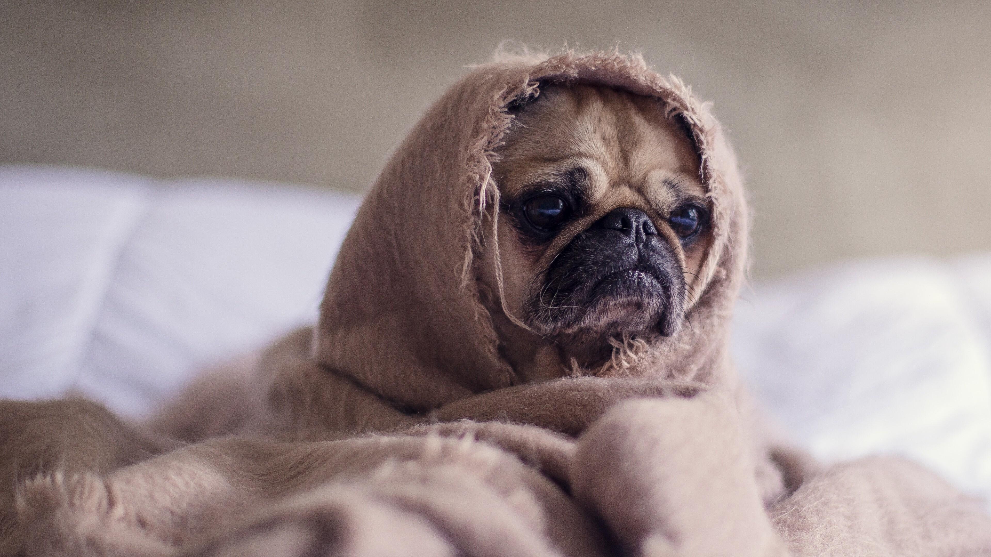 3840x2159 Funny Dog Puppy Wrapped in Blanket 4K Wallpaper