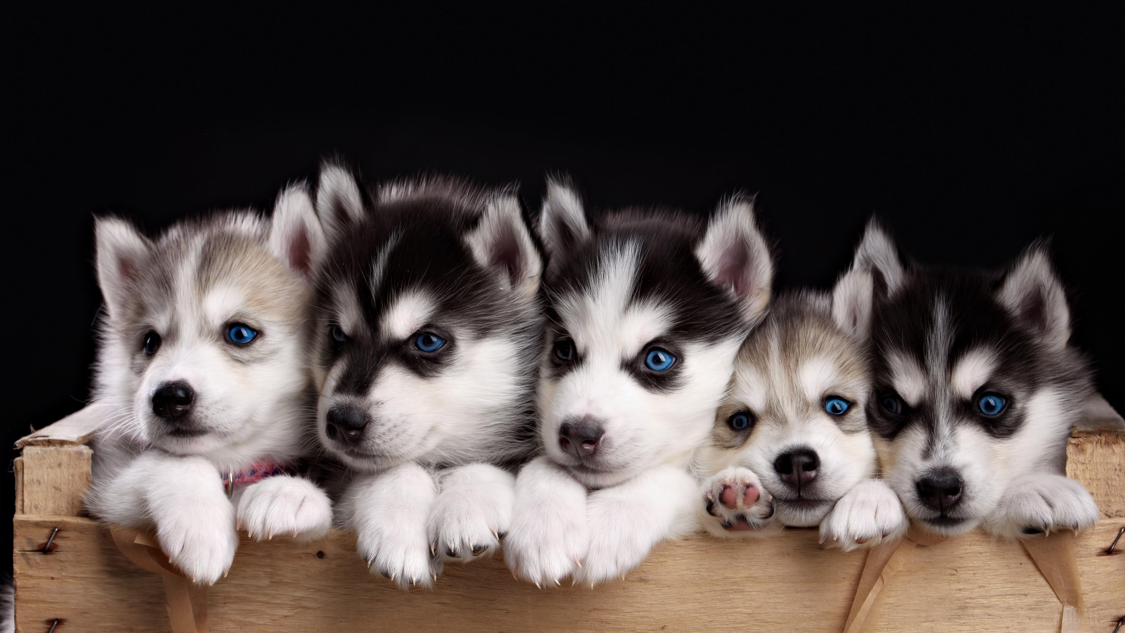 3840x2160 Blue Eyes, Cute, Dog, Husky, Puppy 4k Gallery HD Wallpaper