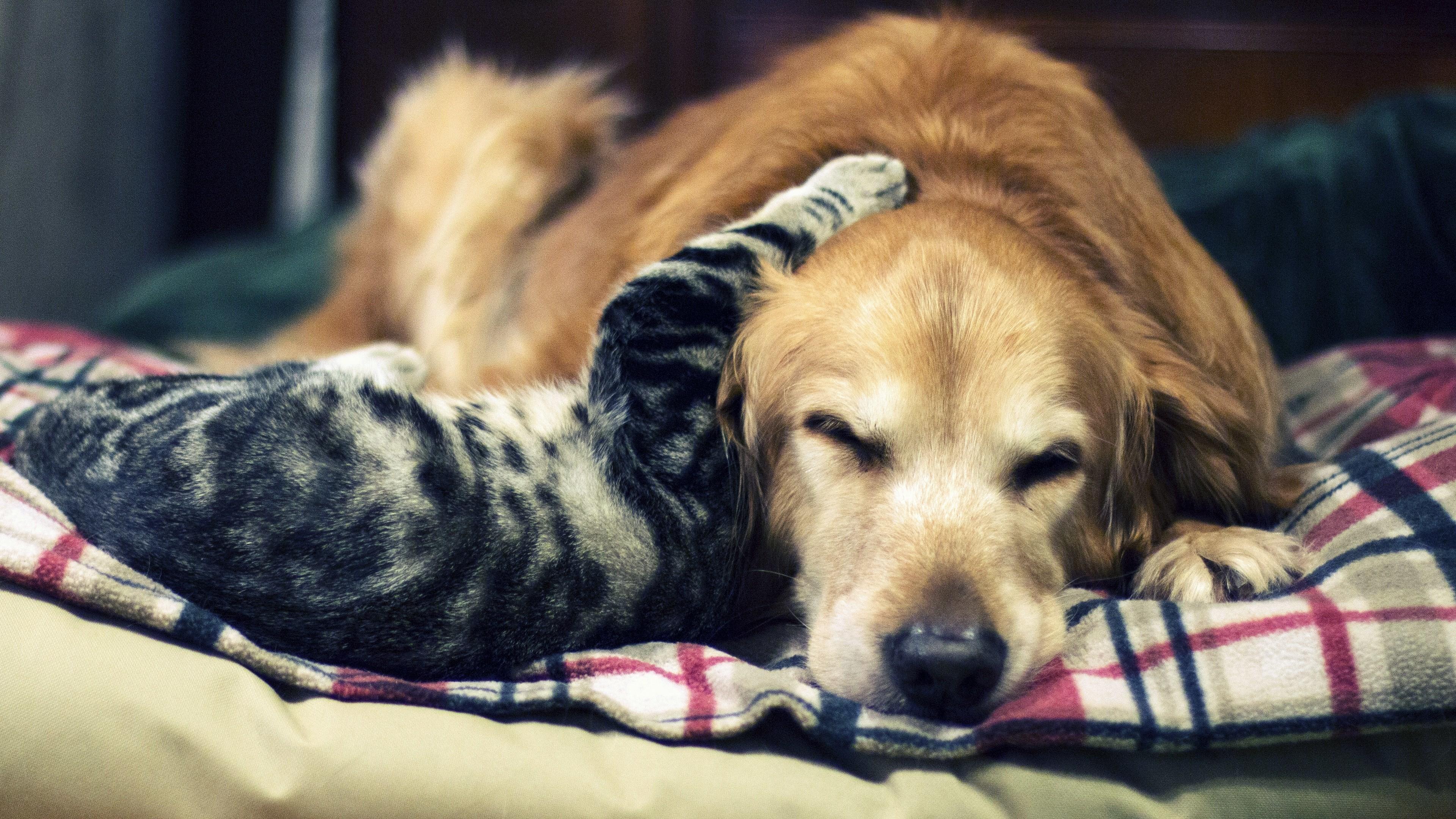 3840x2160 Cute Dogs Wallpaper