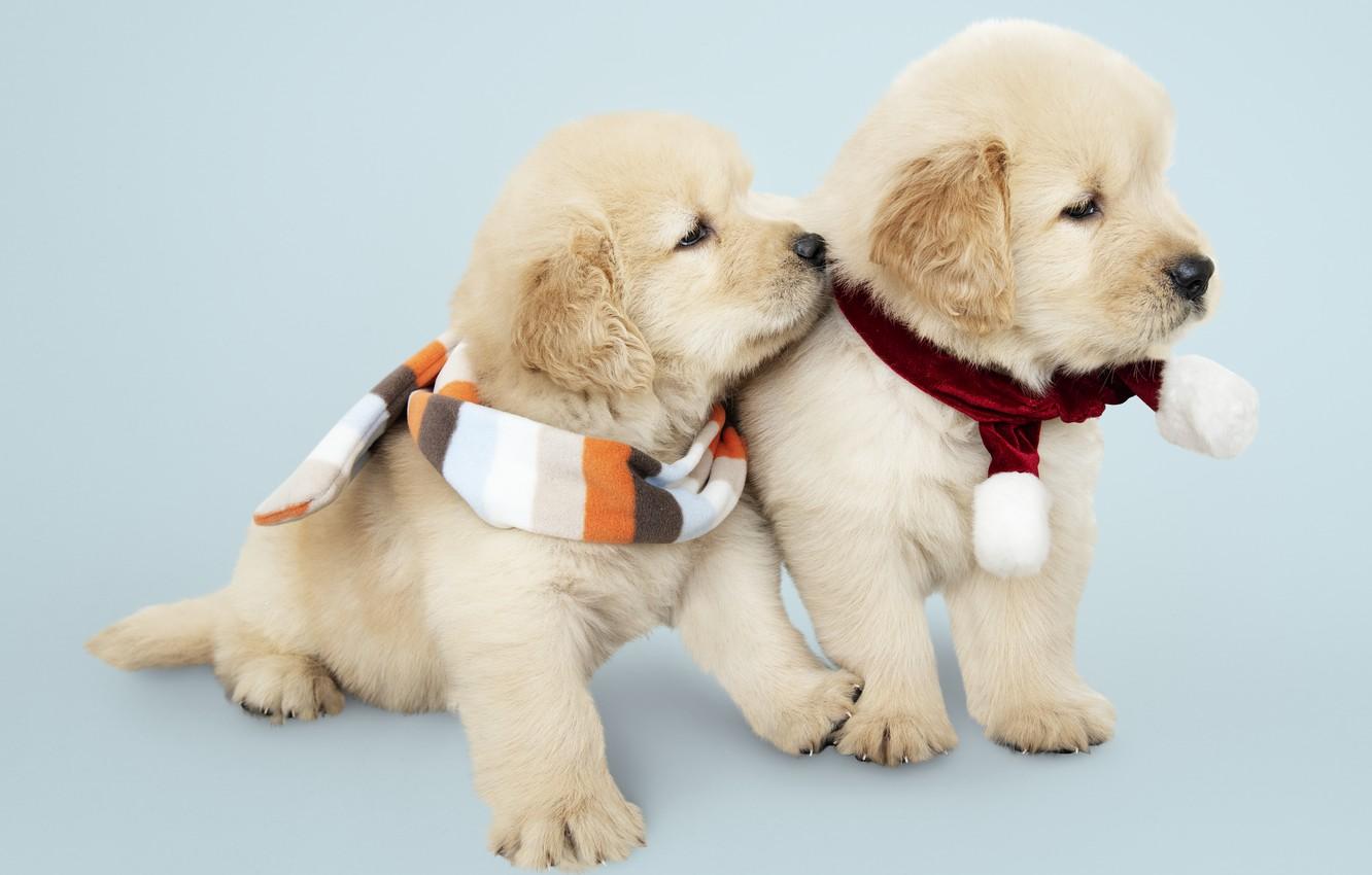 1332x850 Wallpaper dog, New Year, Christmas, puppy, Labrador, Christmas, puppy, dog, New Year, cute, Merry image for desktop, section собаки