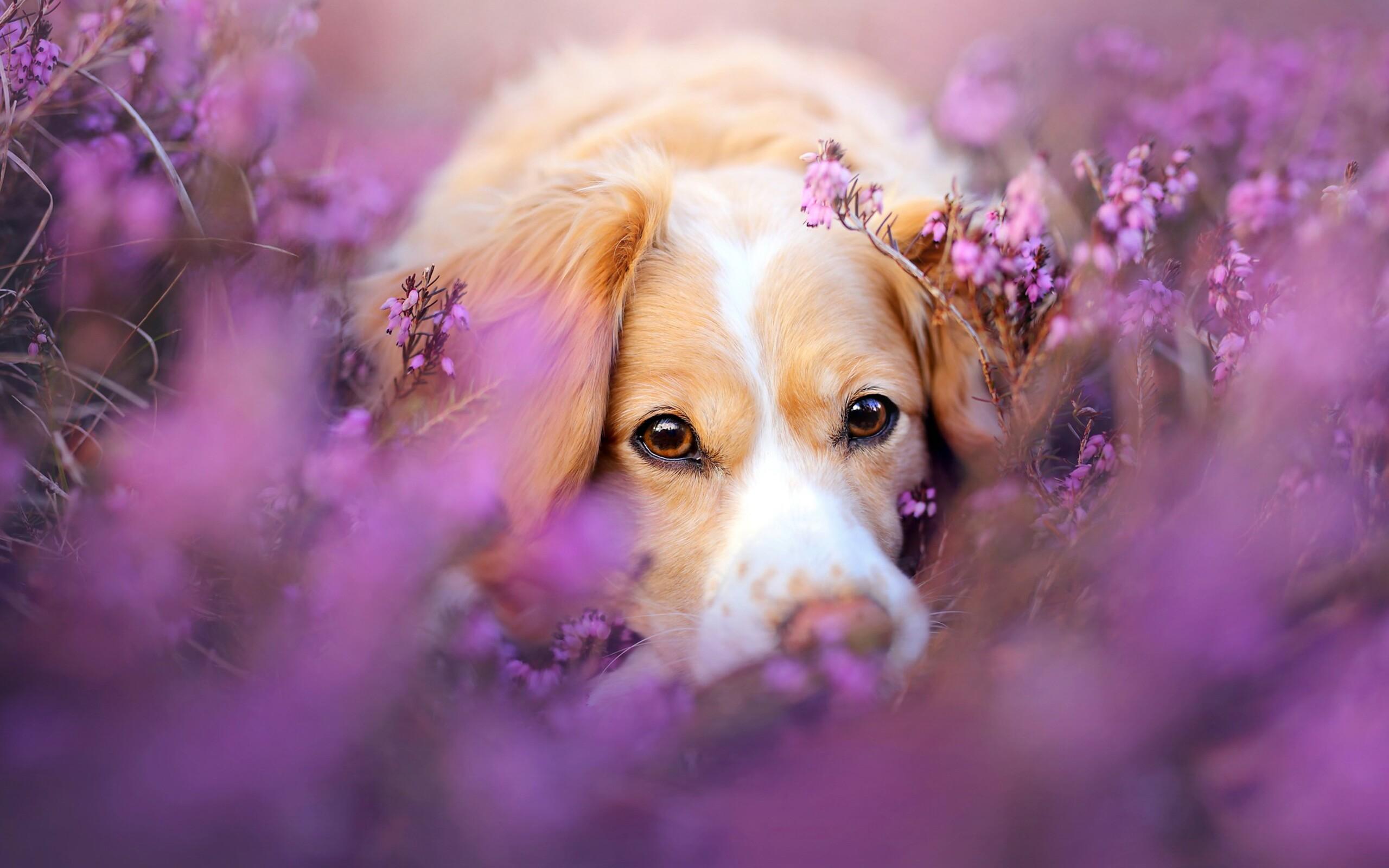 2560x1600 Cute Dog In Flowers 2560x1600 Resolution HD 4k Wallpaper, Image, Background, Photo and Picture