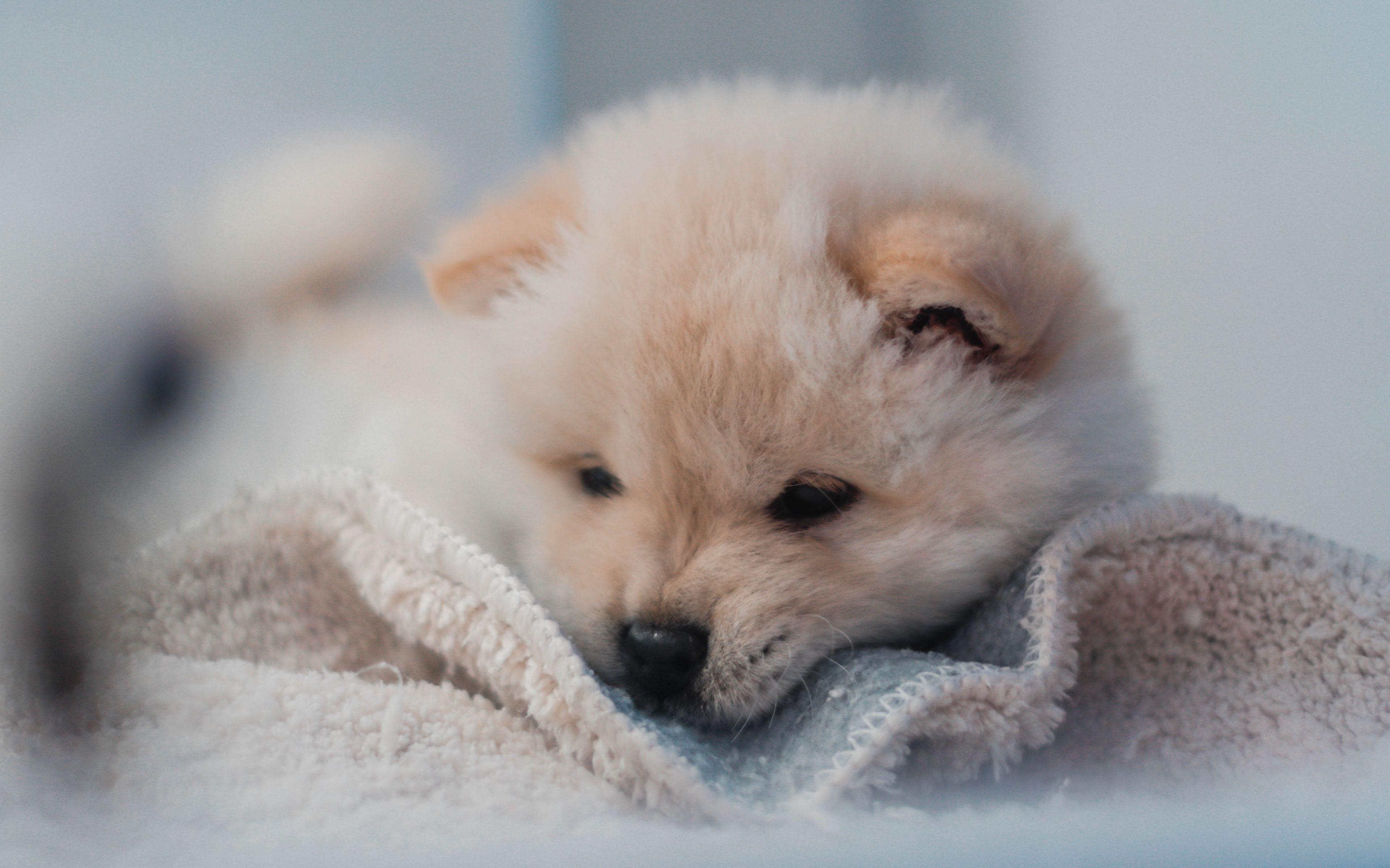 3840x2400 Download wallpaper 3840x2400 puppy, dog, cute, fluffy, pet 4k ultra HD 16:10 HD background