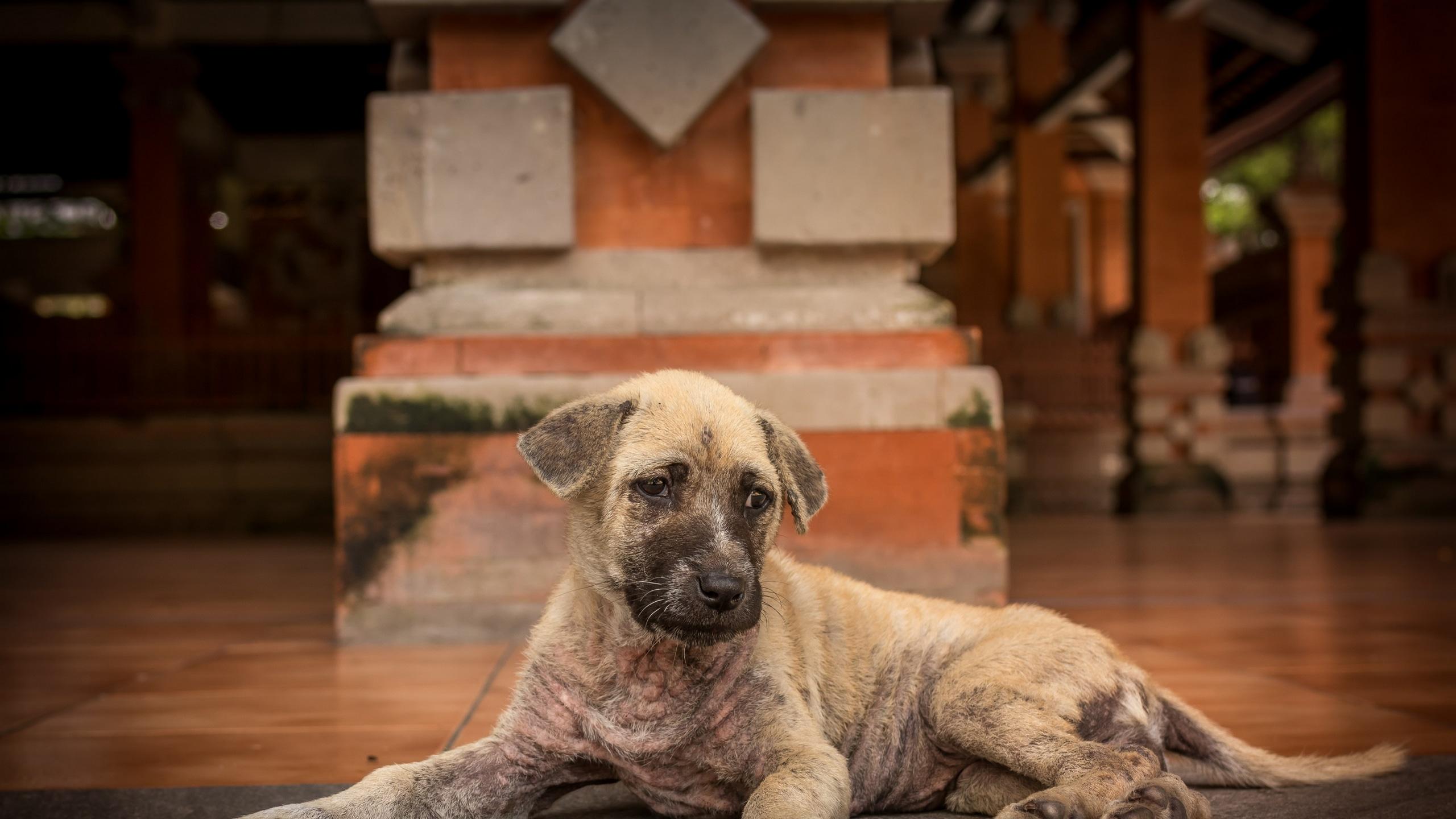 2560x1440 Wallpaper / cute puppy balinese dog 4k wallpaper free download